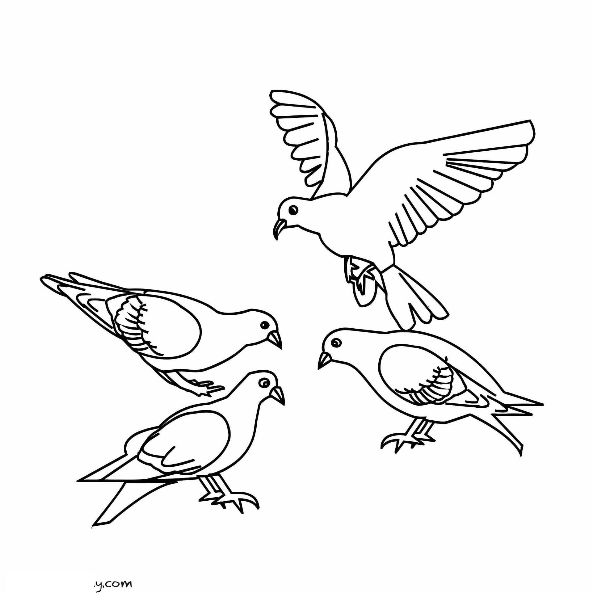 Pigeons