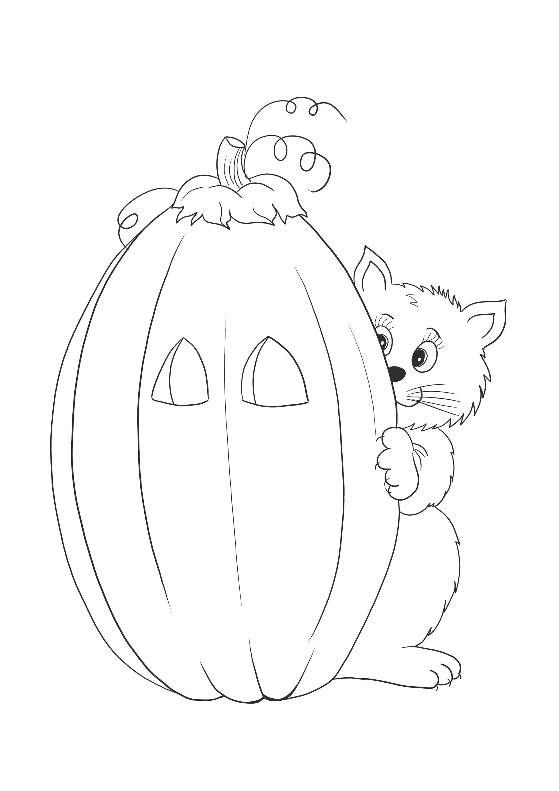 Halloween pumpkin and cat