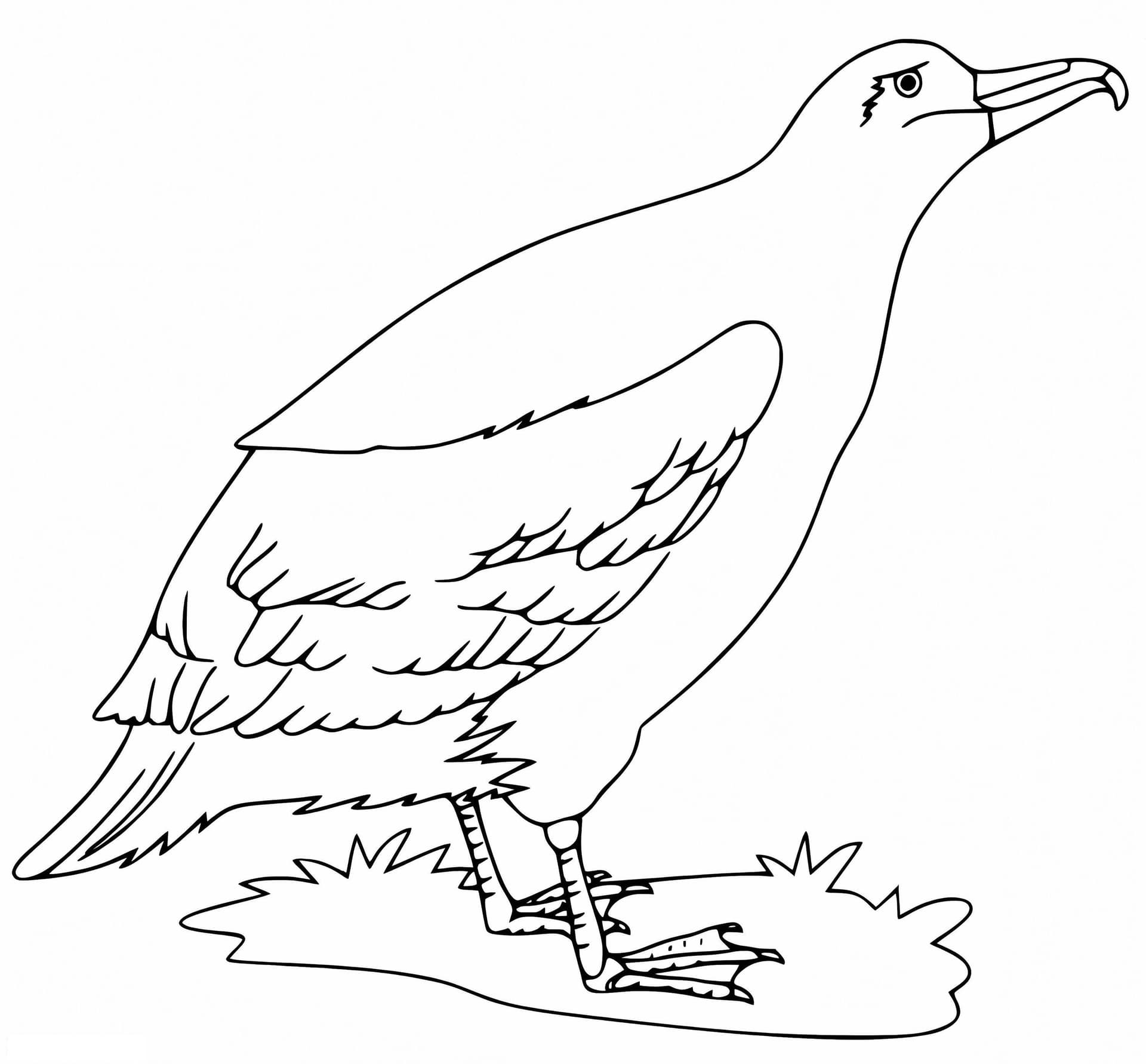 Альбатрос на земле