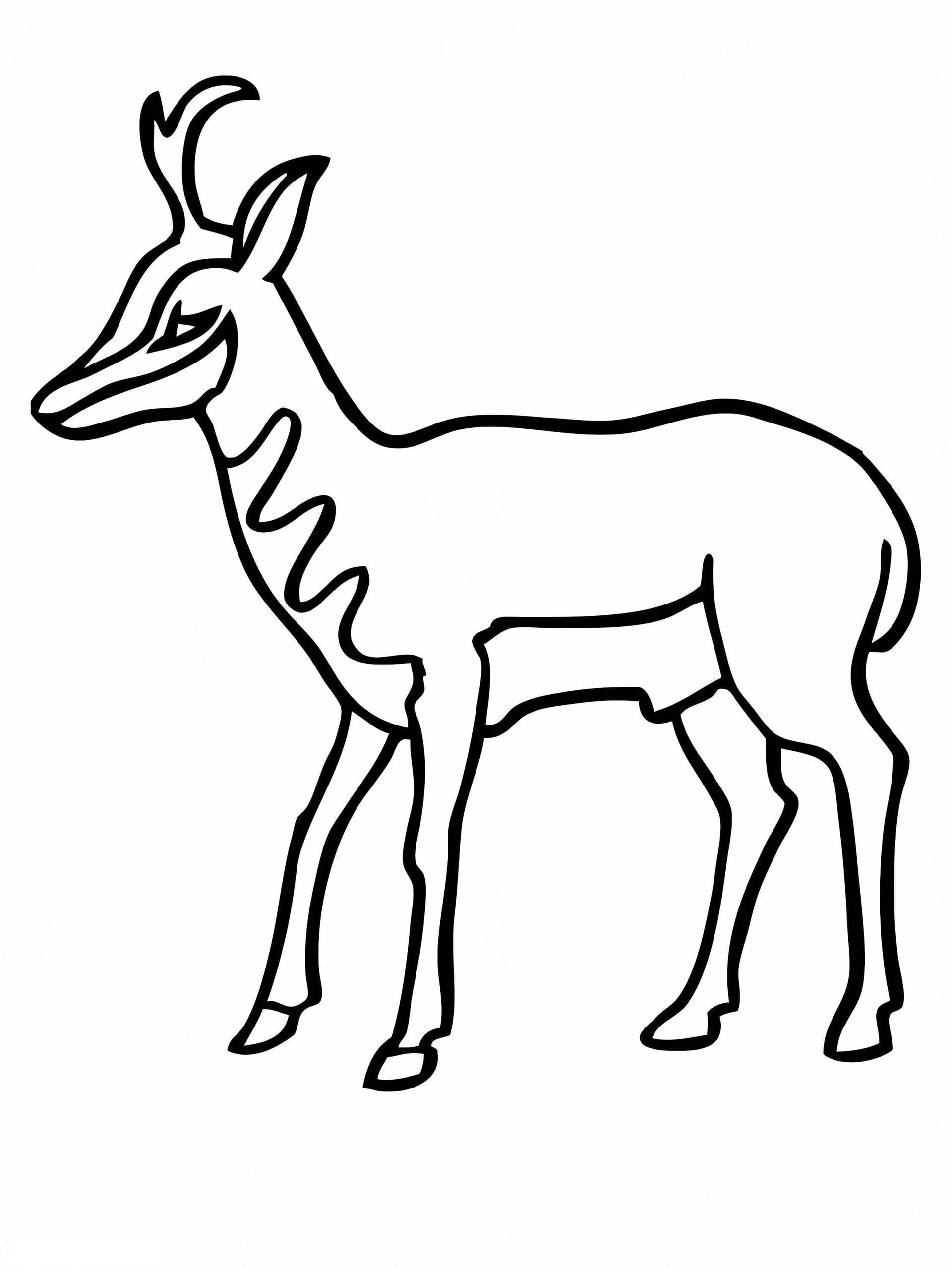 Amerikanische Antilope Gabelbock