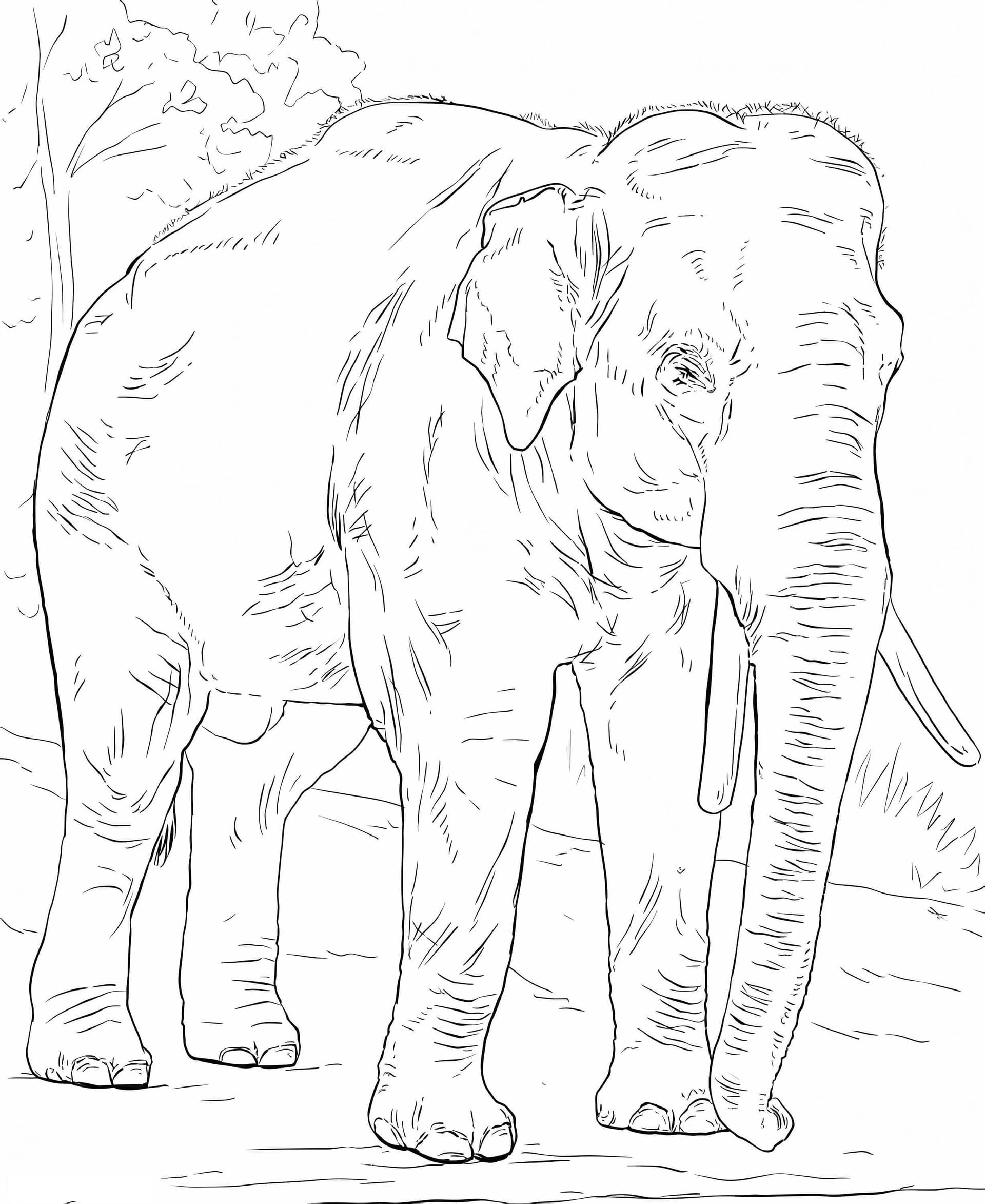 Asiatischer Elefant