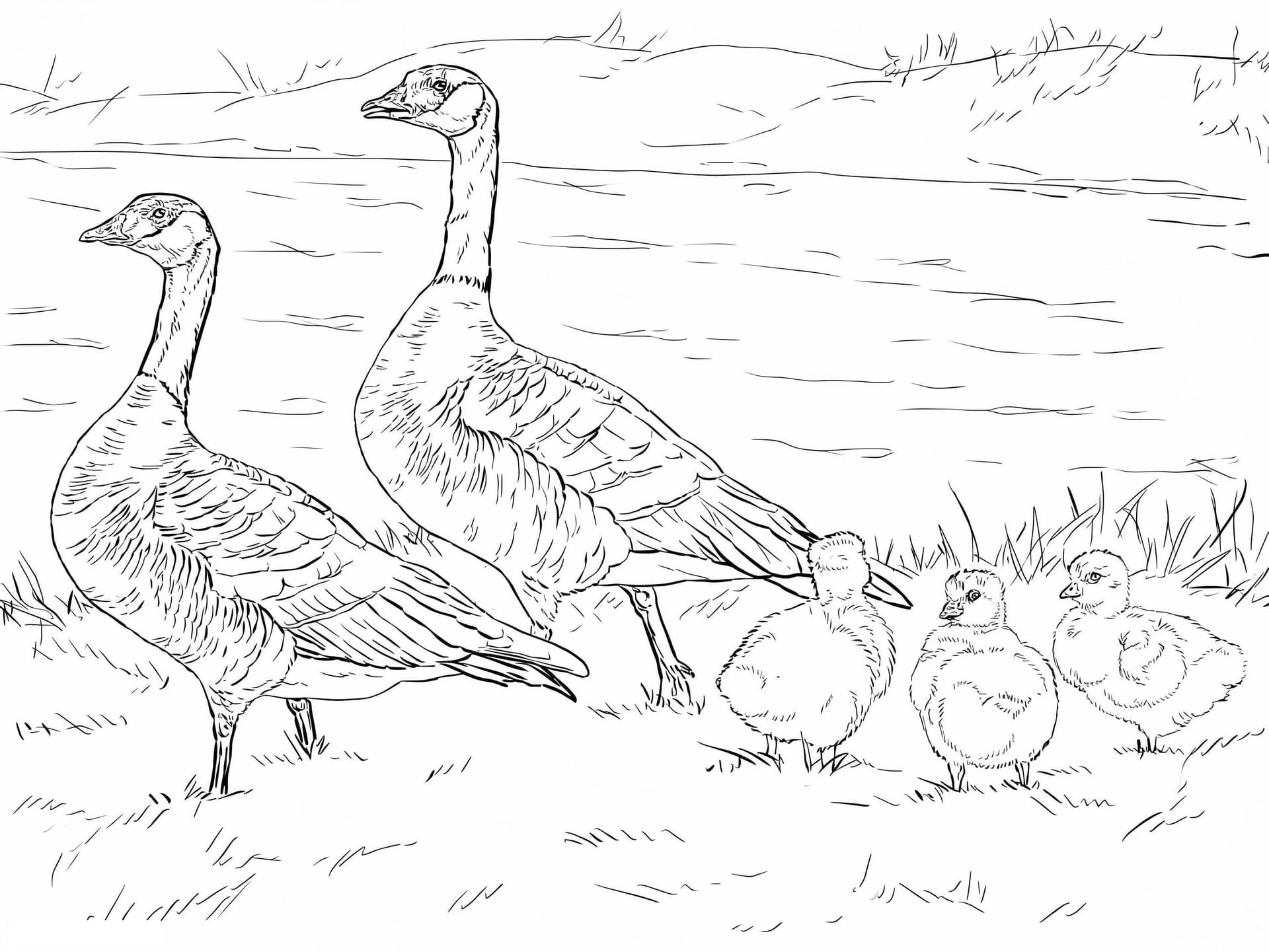 Kichernde Gänsefamilie