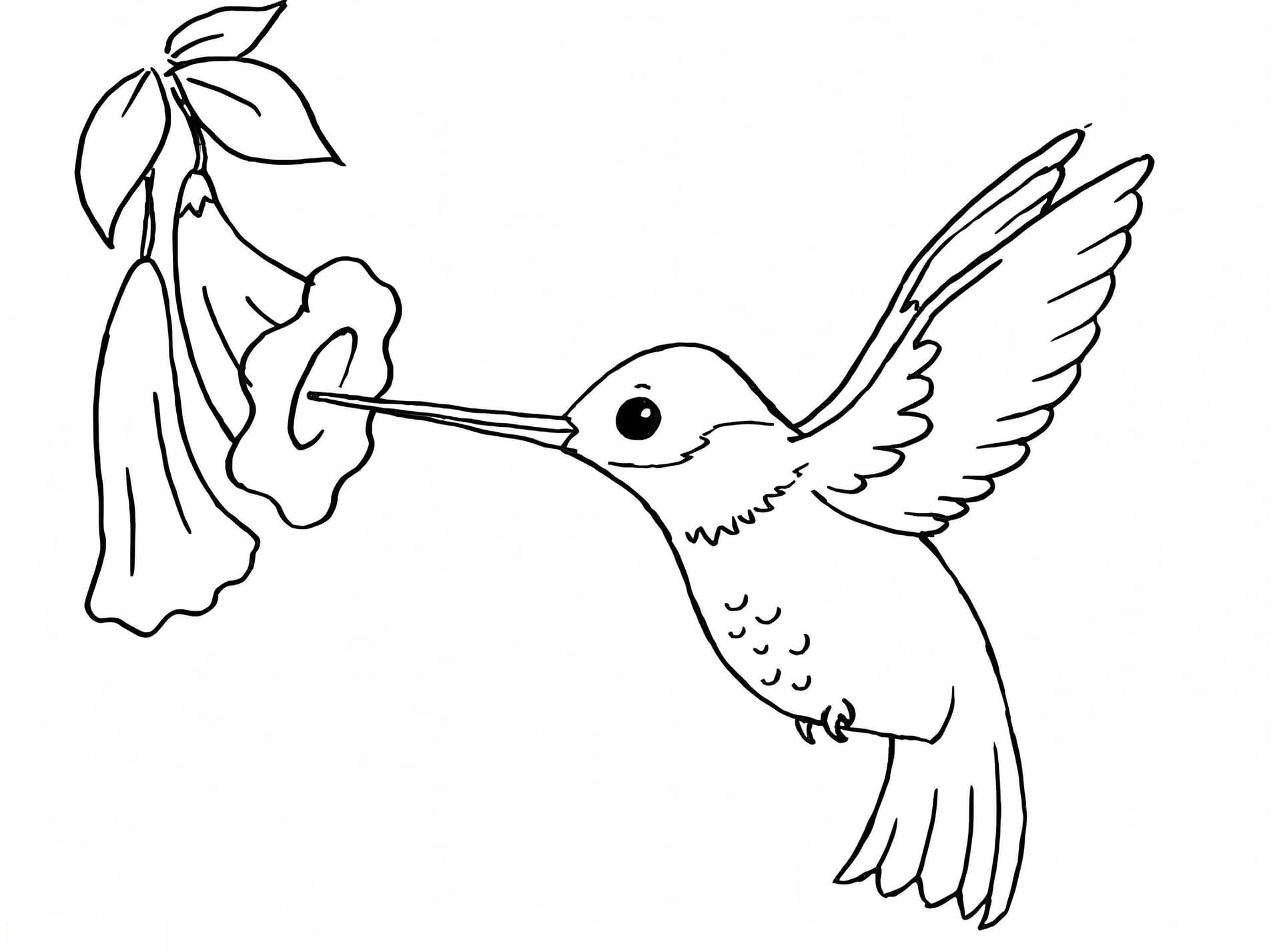 Colibrì normale con fiore