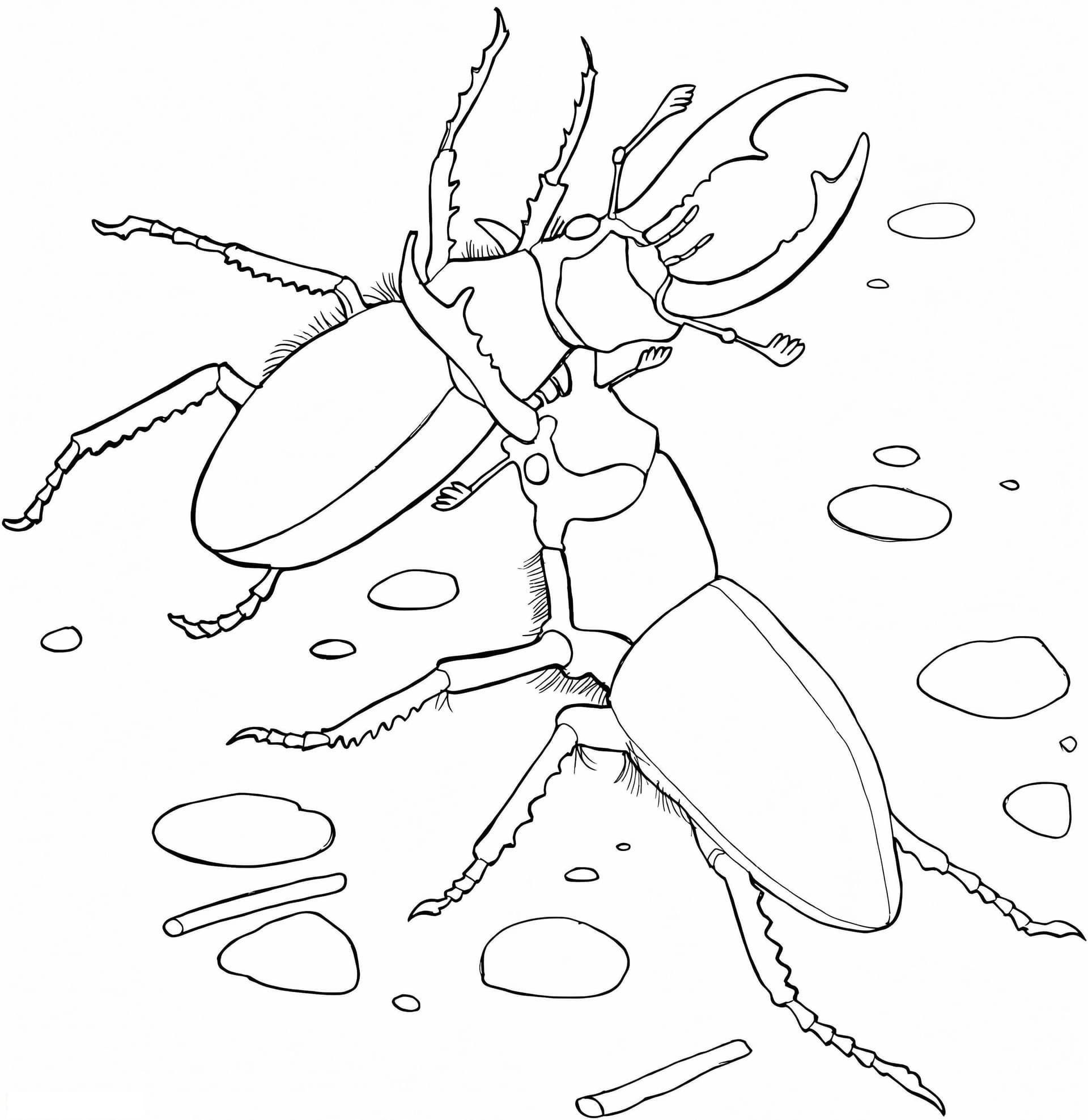 Elefantenhirschkäfer