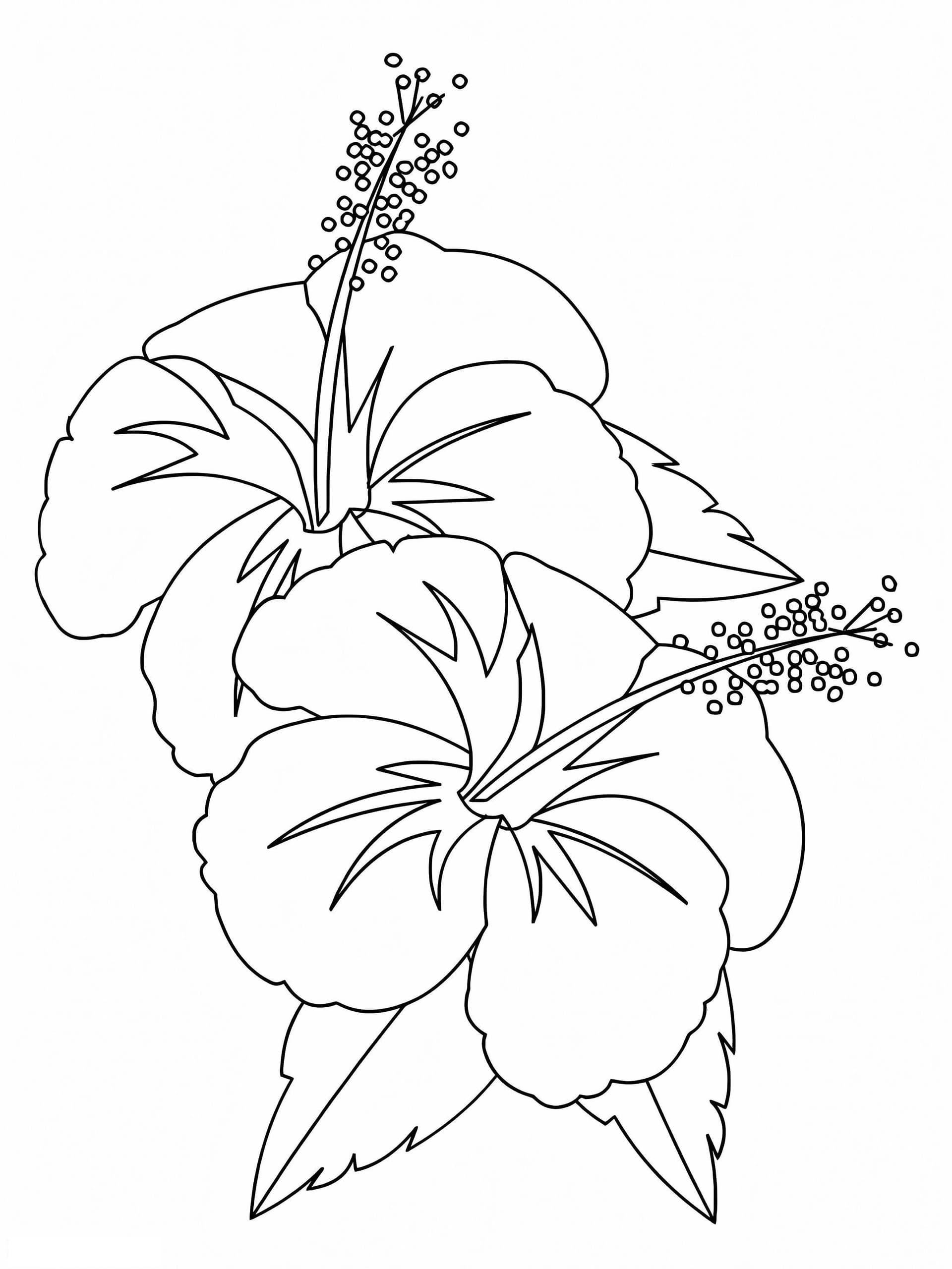 Hibiscus Flower 4