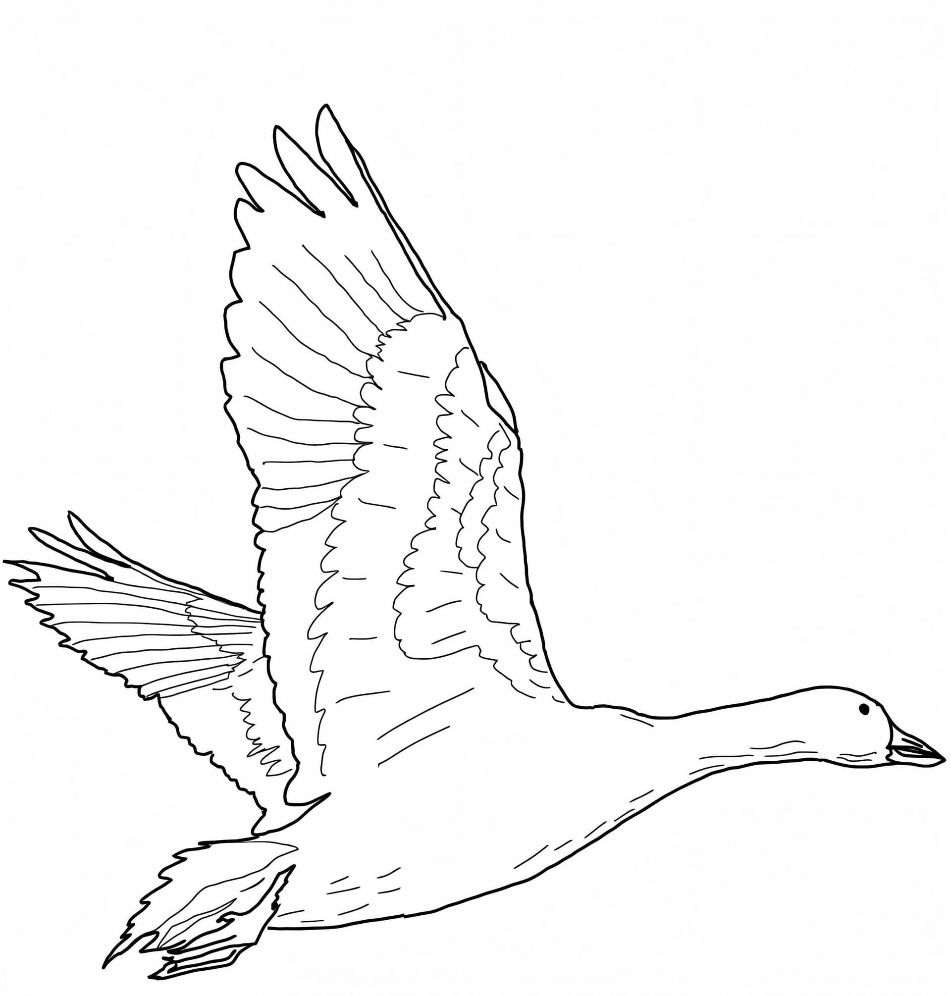 Flying Snow Goose