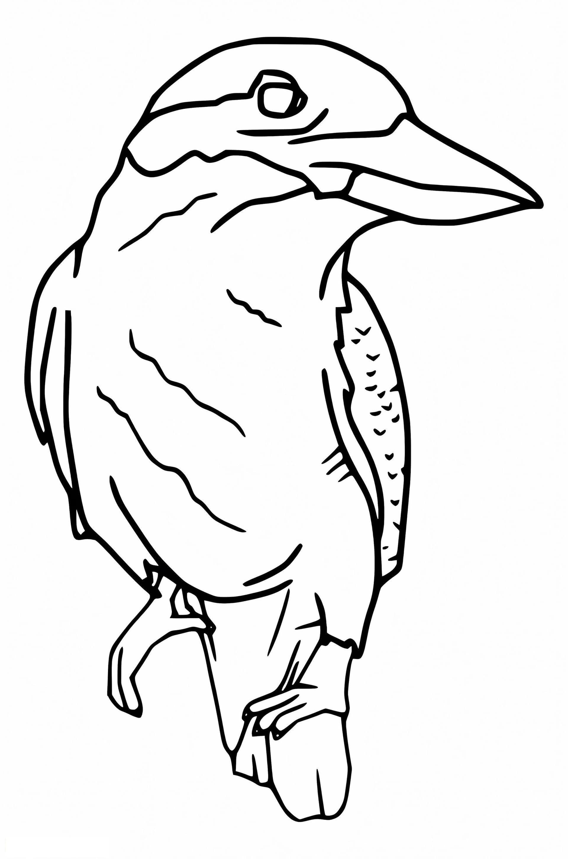 Kostenloser Kookaburra