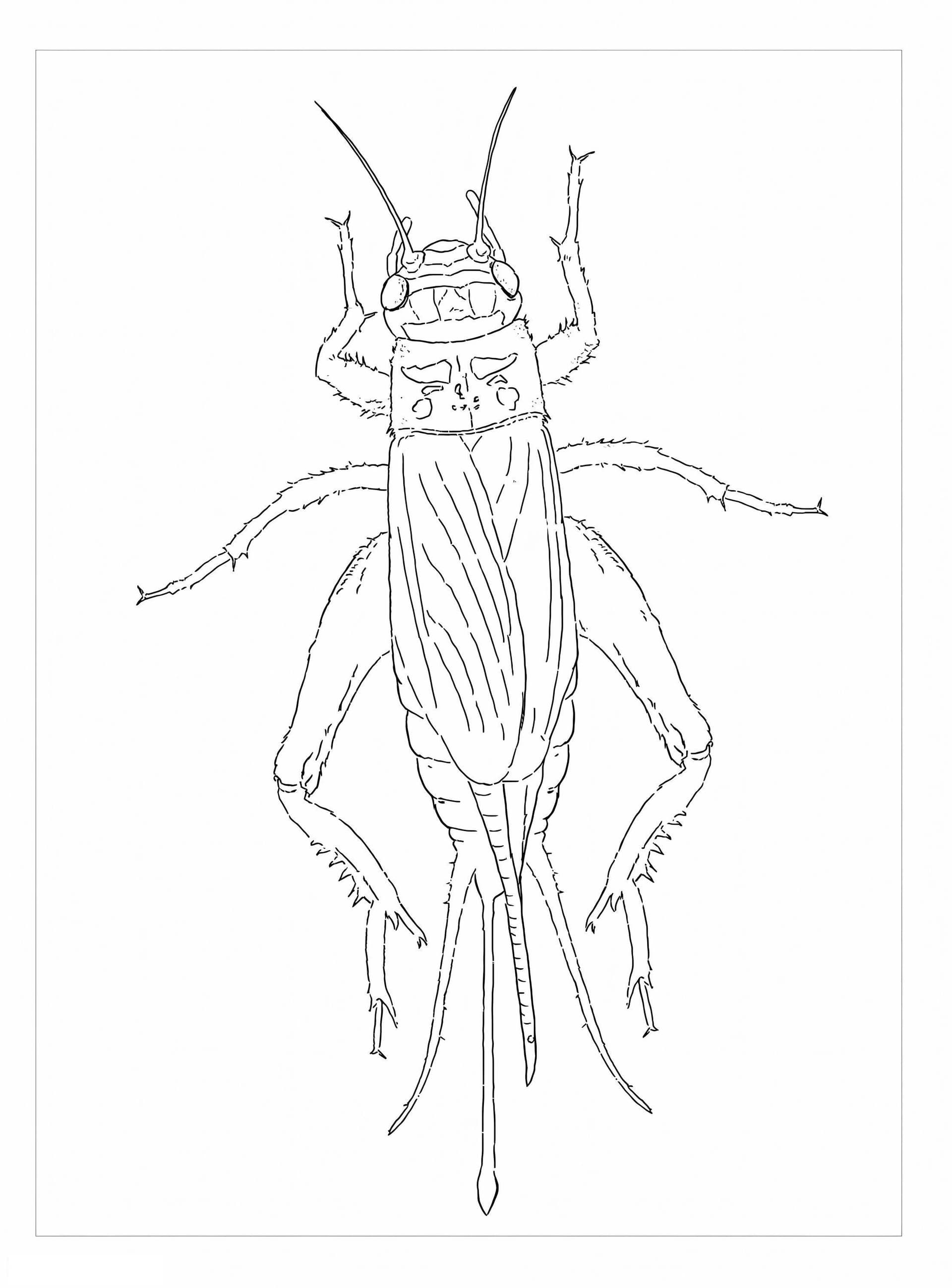House Cricket