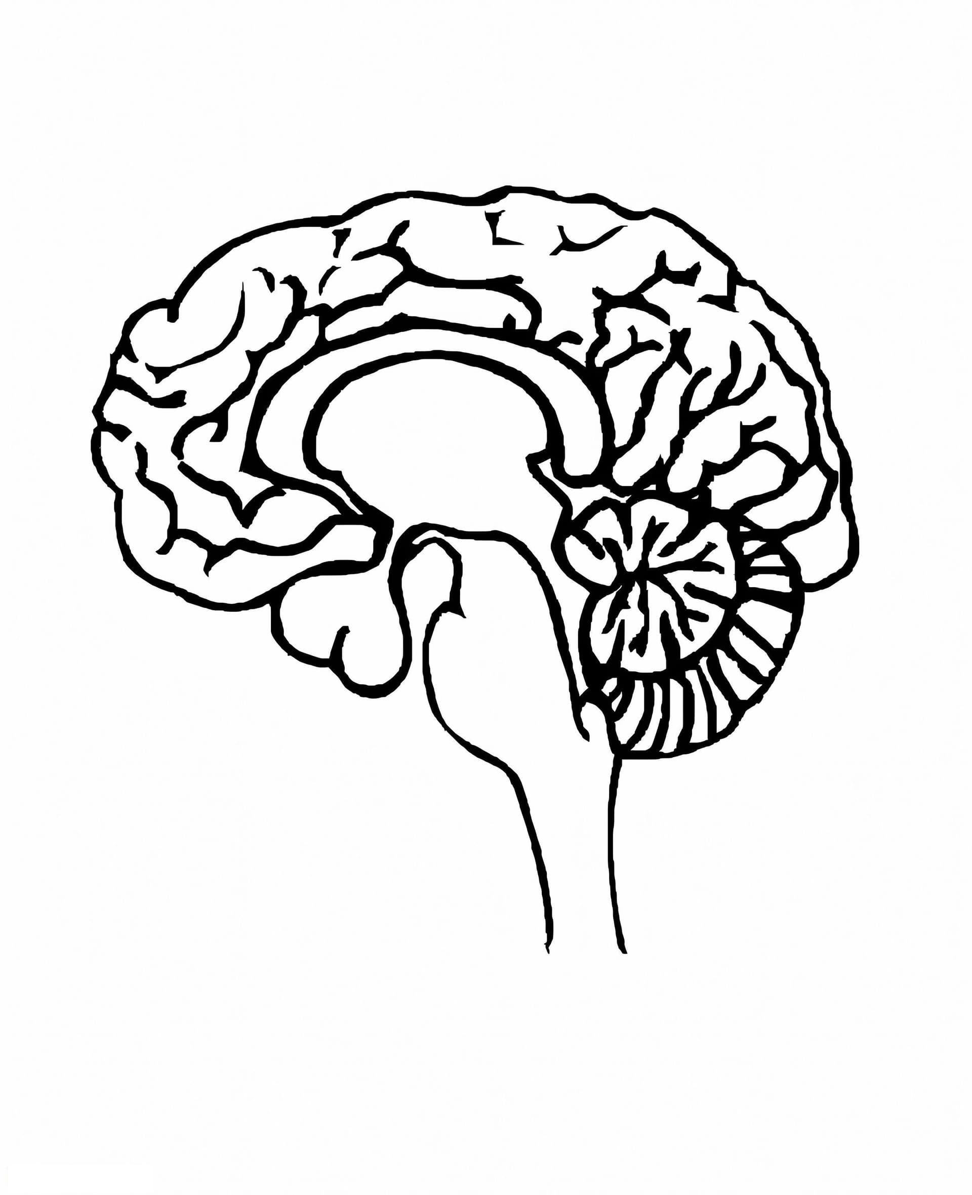Human Brain Printable Coloring Page | Free PDF Download for Adults
