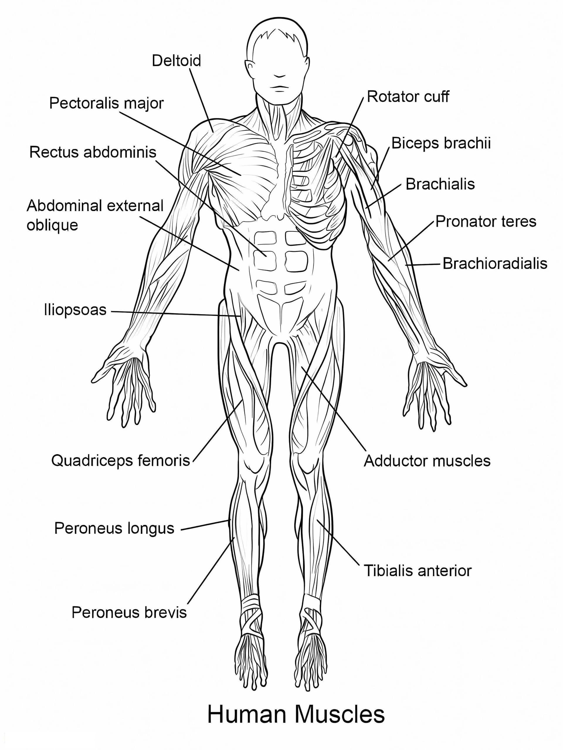 Human Muscles Printable Coloring Page - Free PDF Download