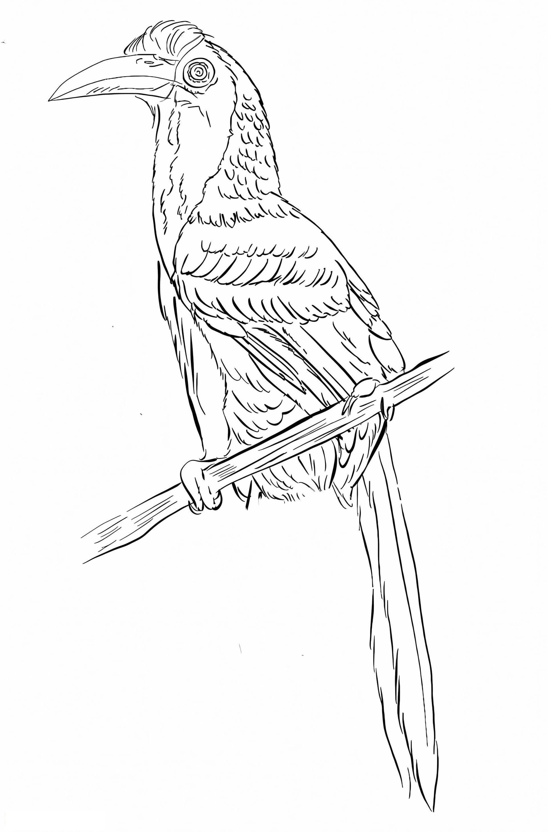 Indian Grey Hornbill