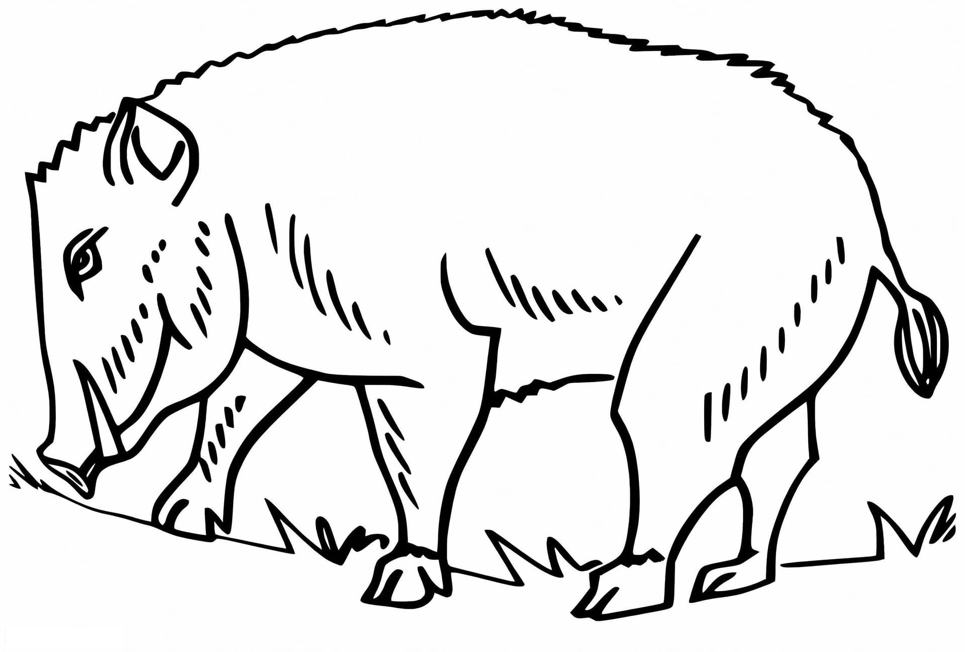 Wild Boar On Land