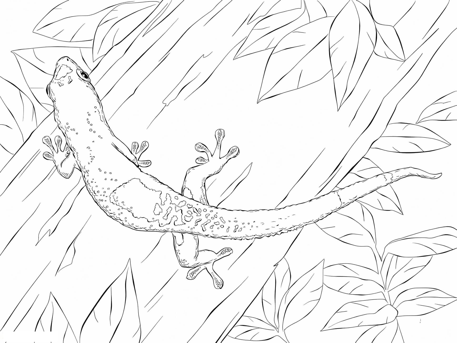 Madagascar Day Gecko