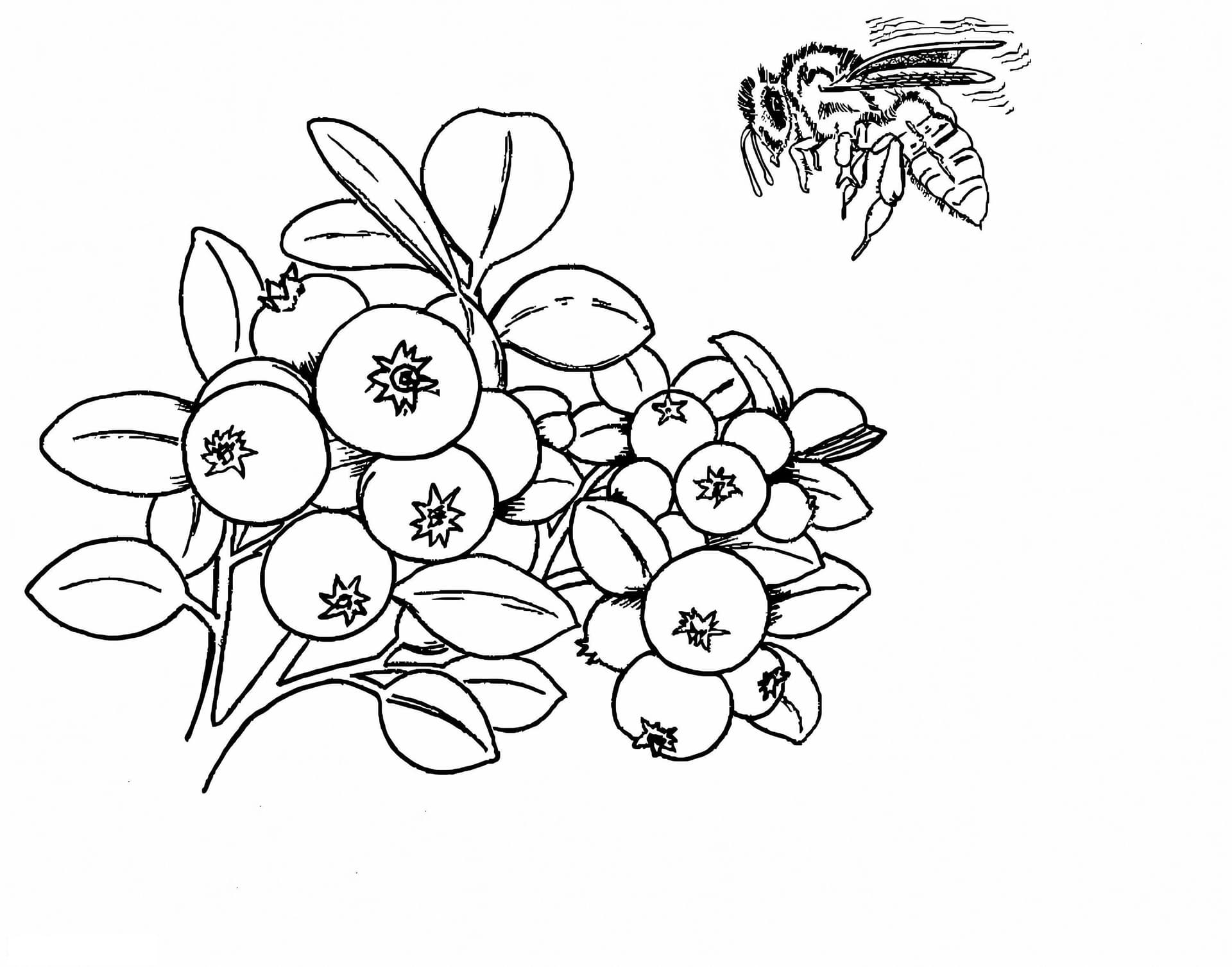 Blackberry And Bee