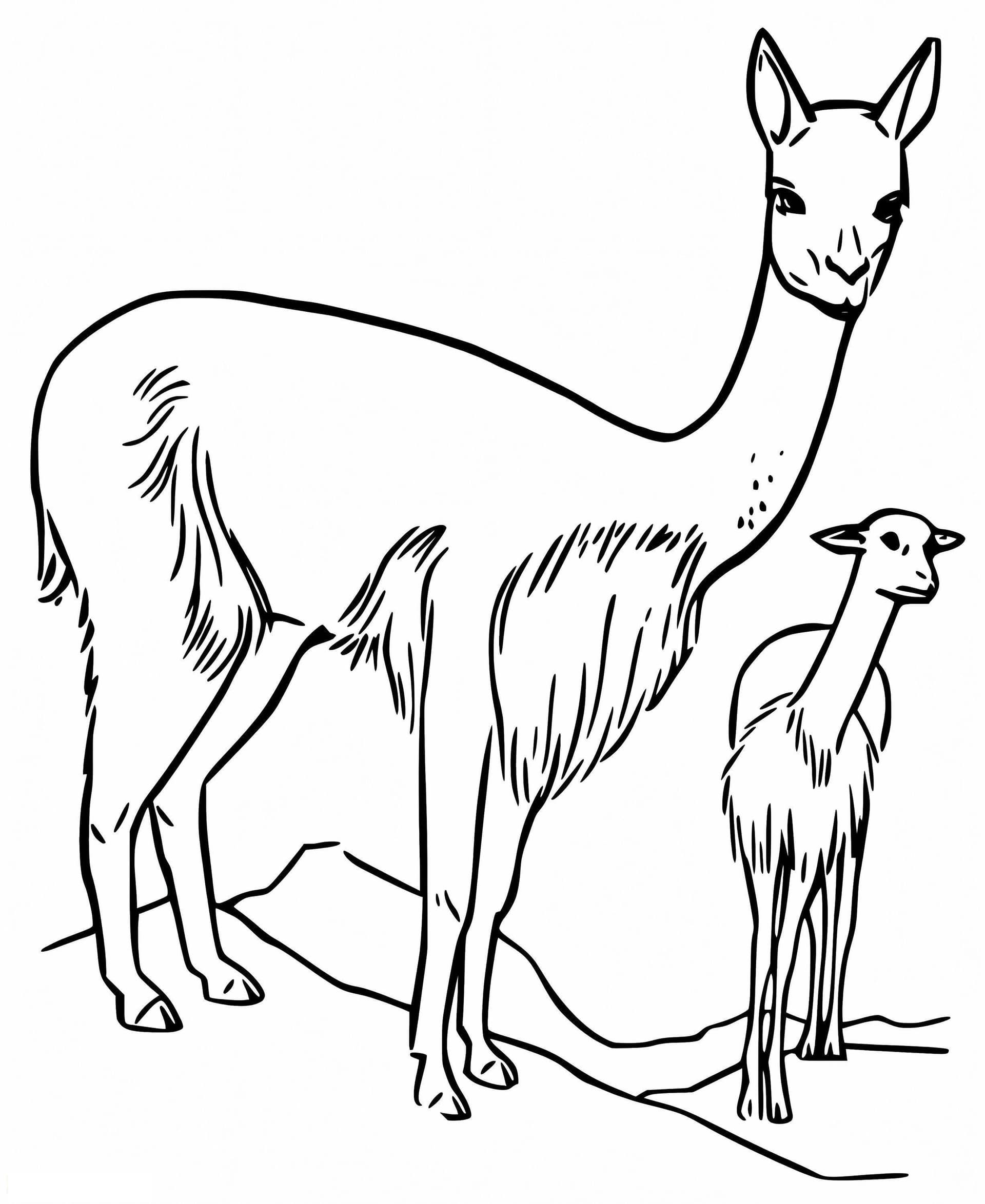 Mutter Und Baby Vikunja