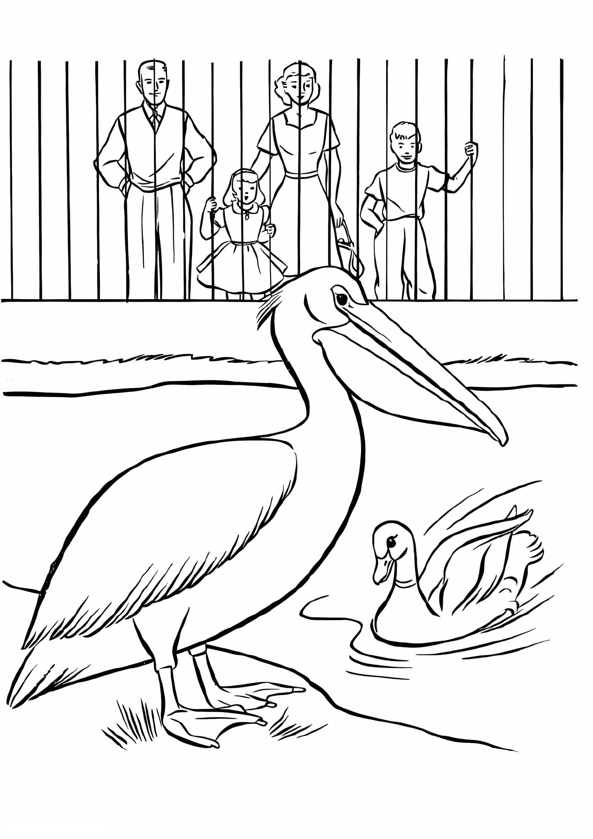 Pelican And Duck In A Zoo
