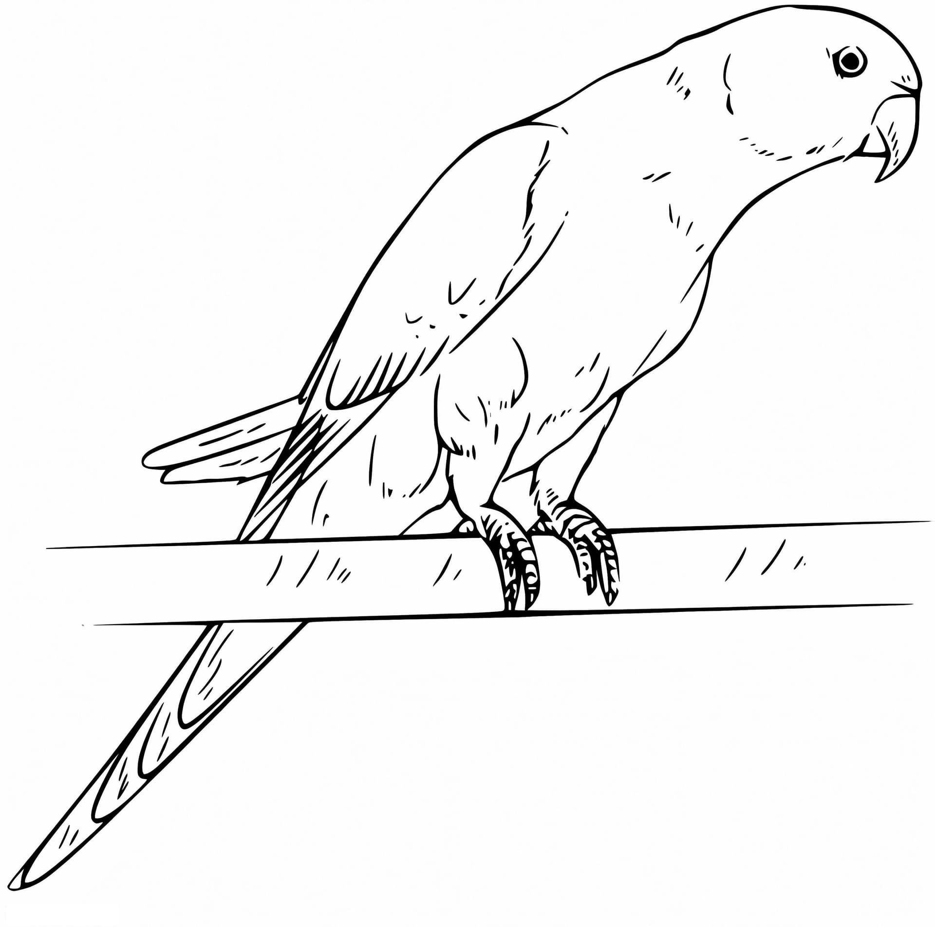 Printable Parakeet