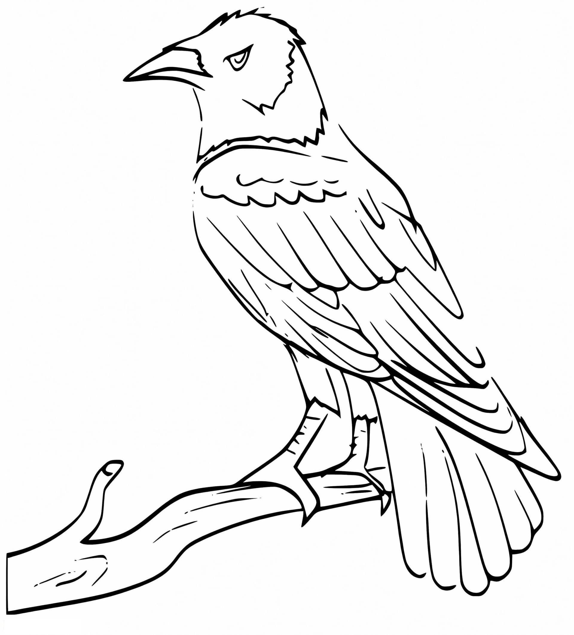 Raven On A Branch