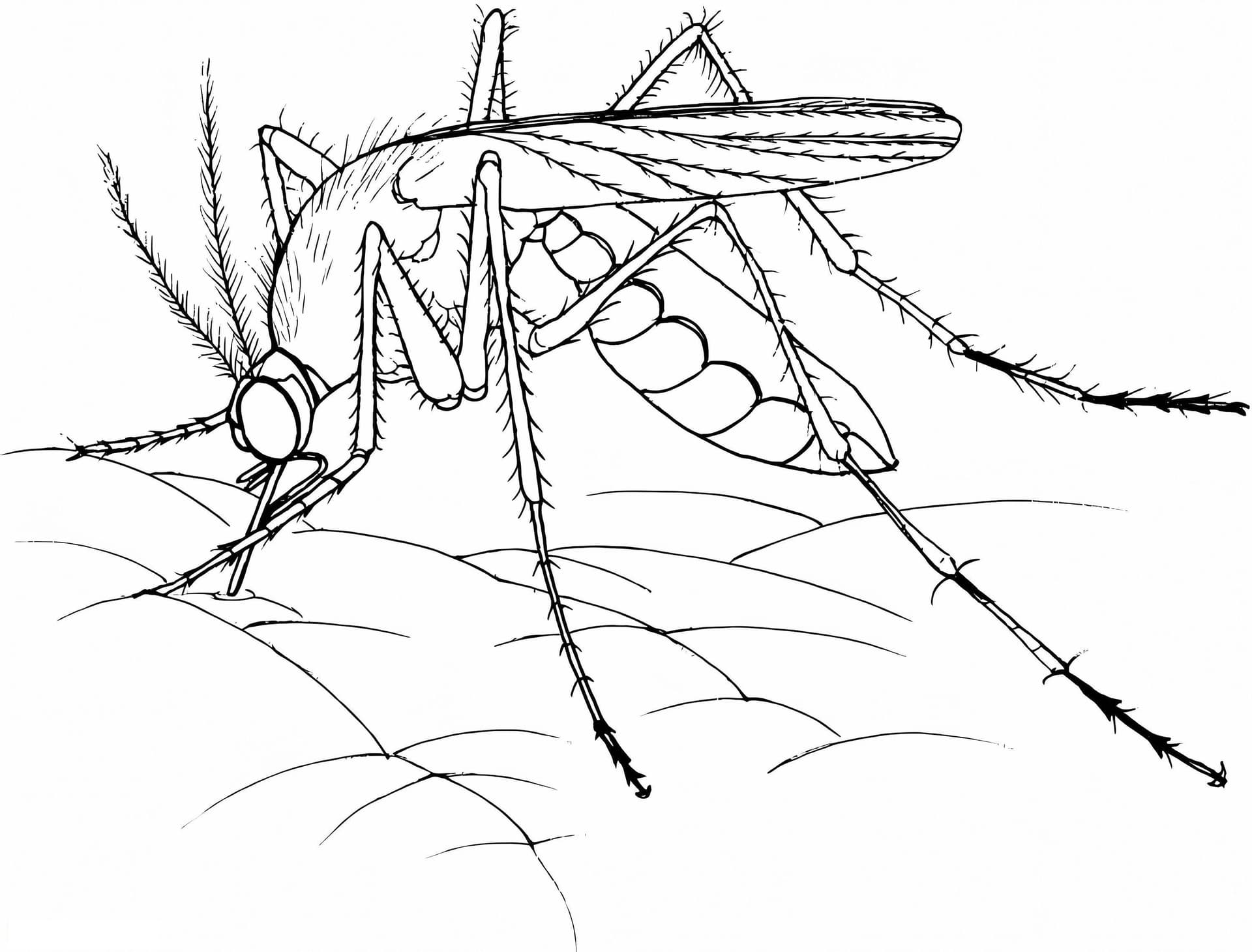 Realistic Mosquito