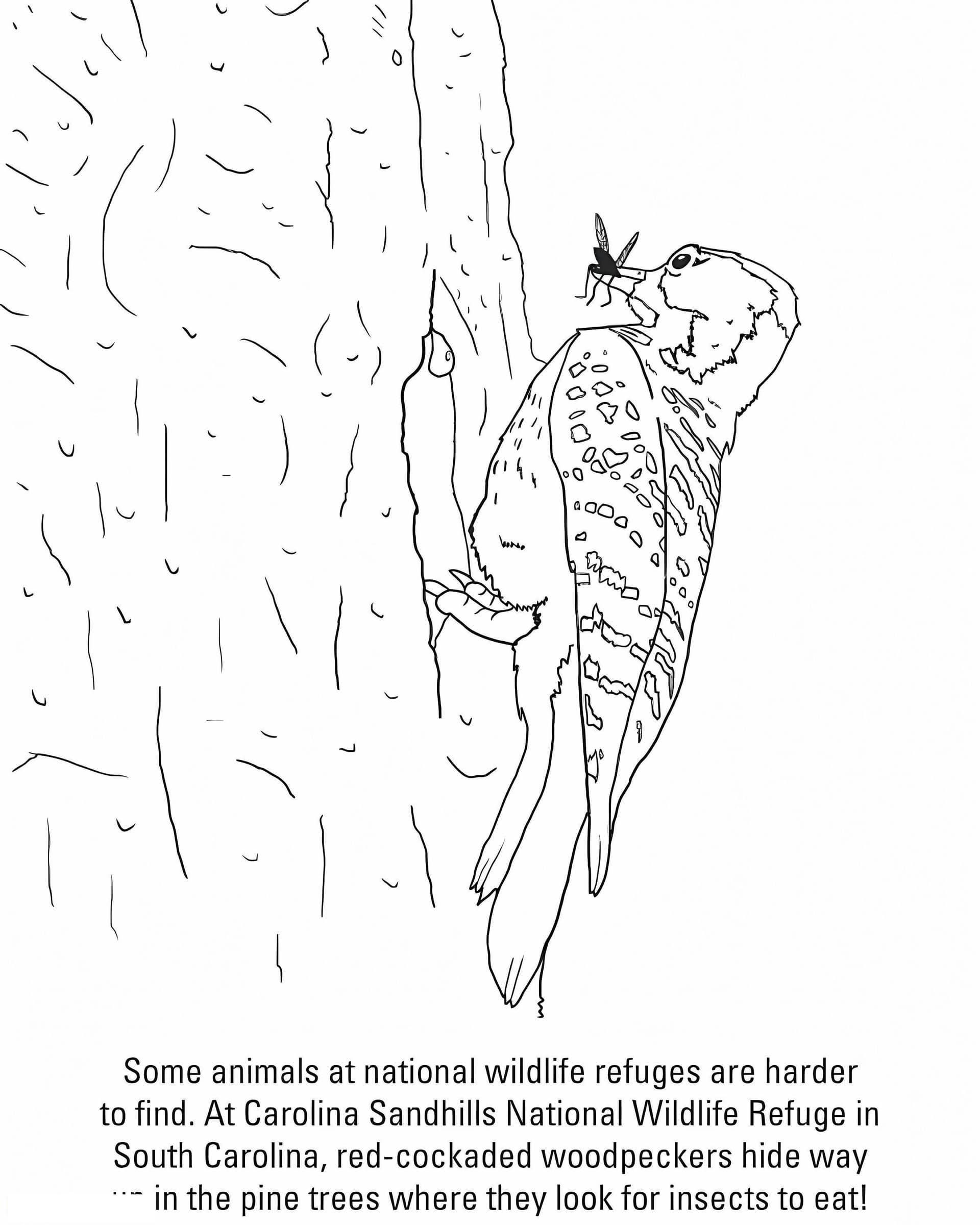 Red Cockaded Woodpecker