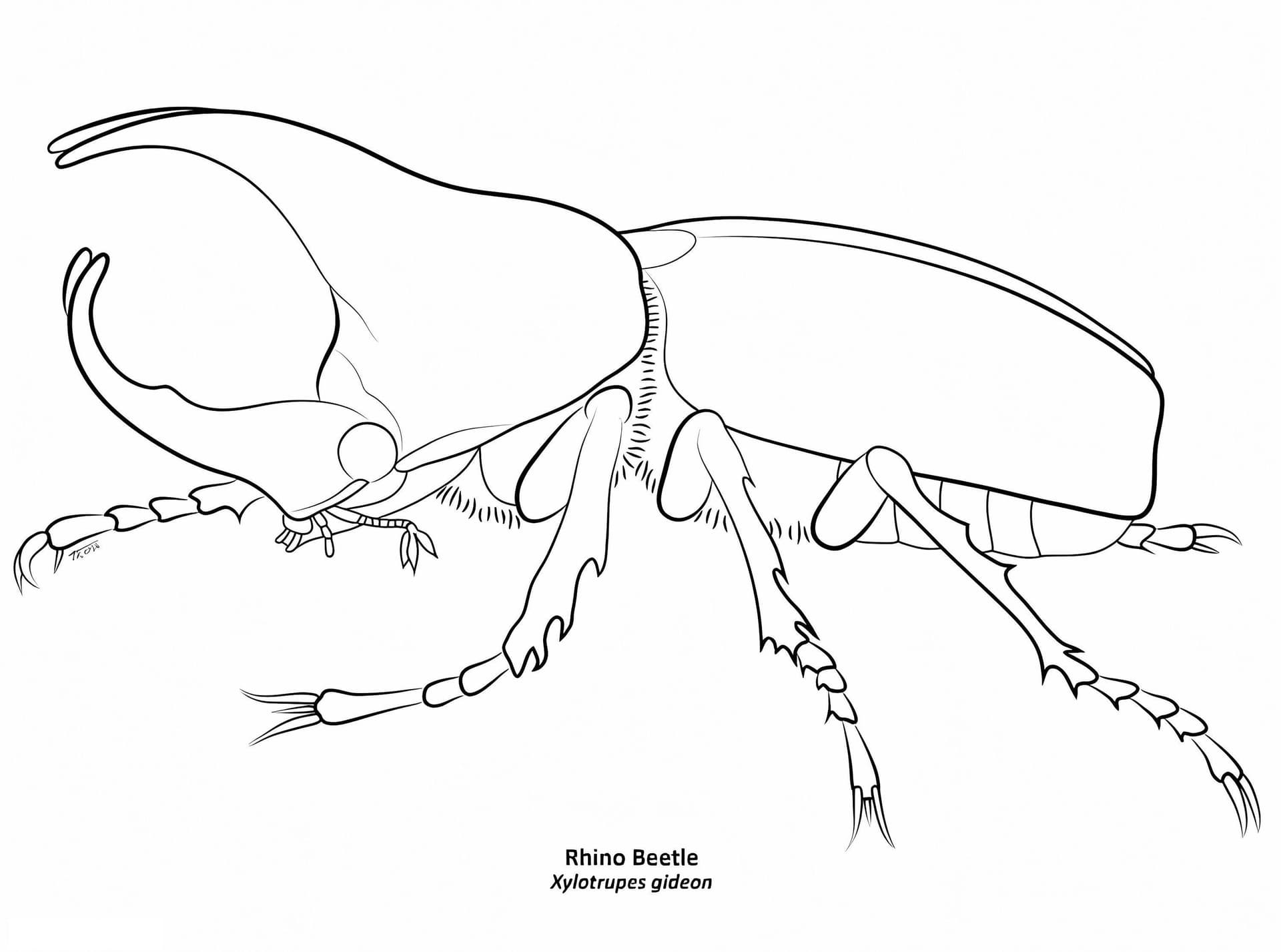 Rhino Beetle