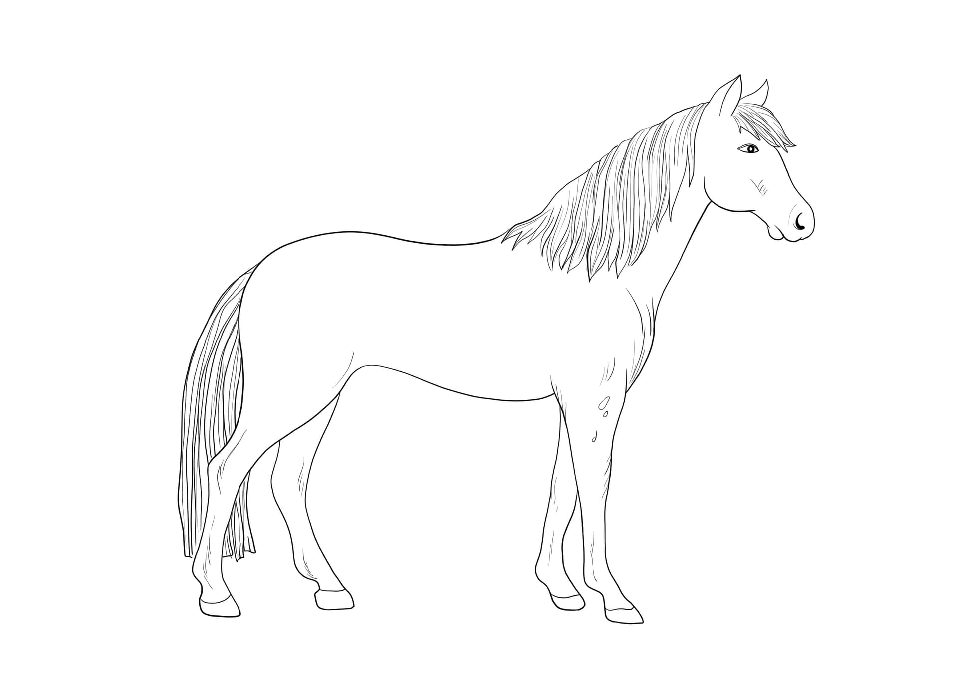 Appaloosa-Pferd