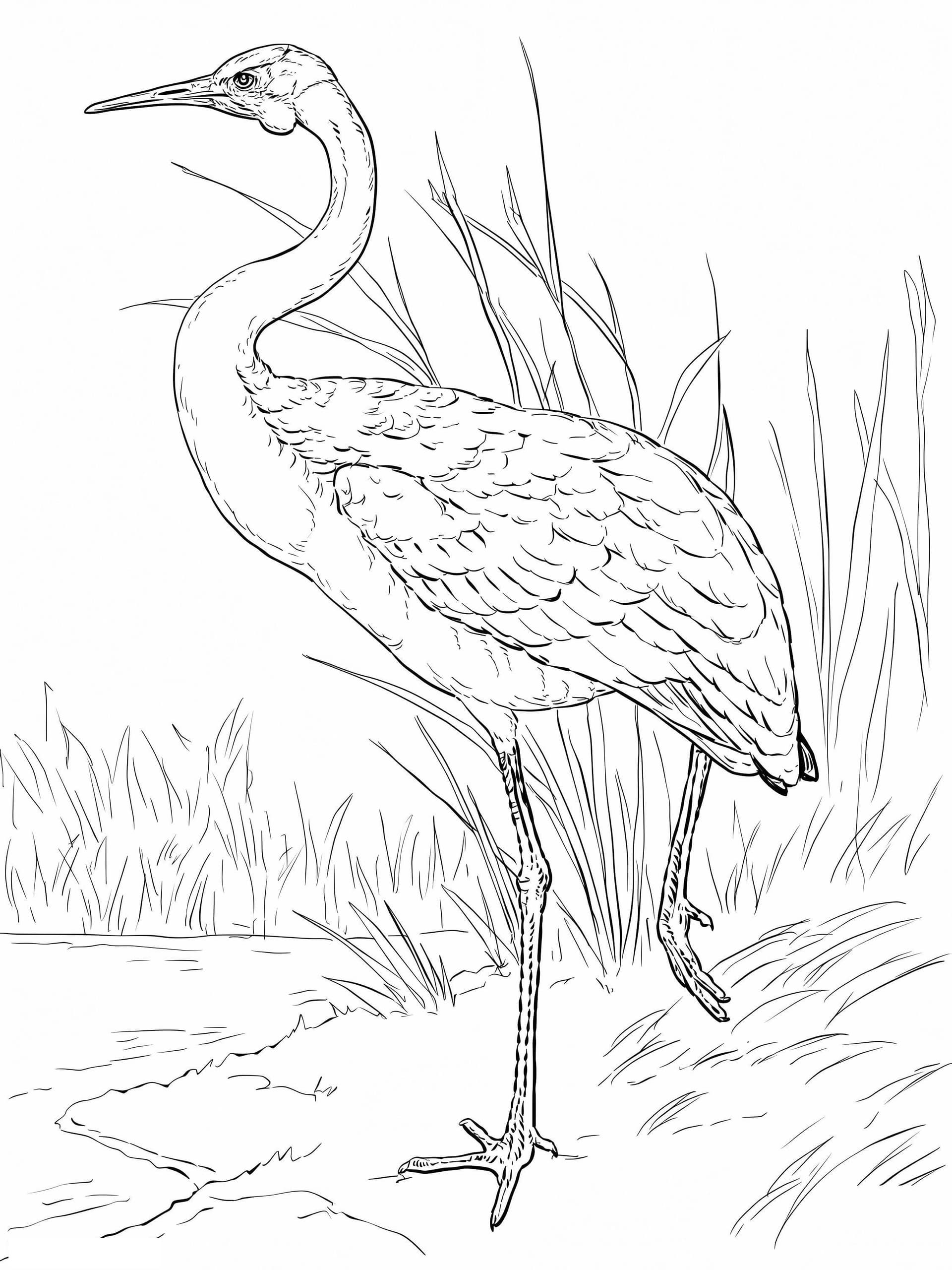 Australian Brolga 768X1024