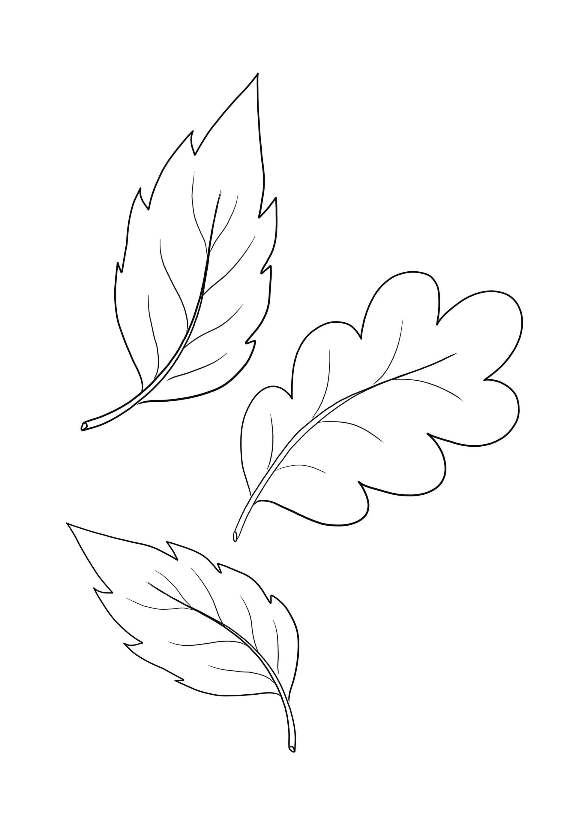 Autumn leaves falling