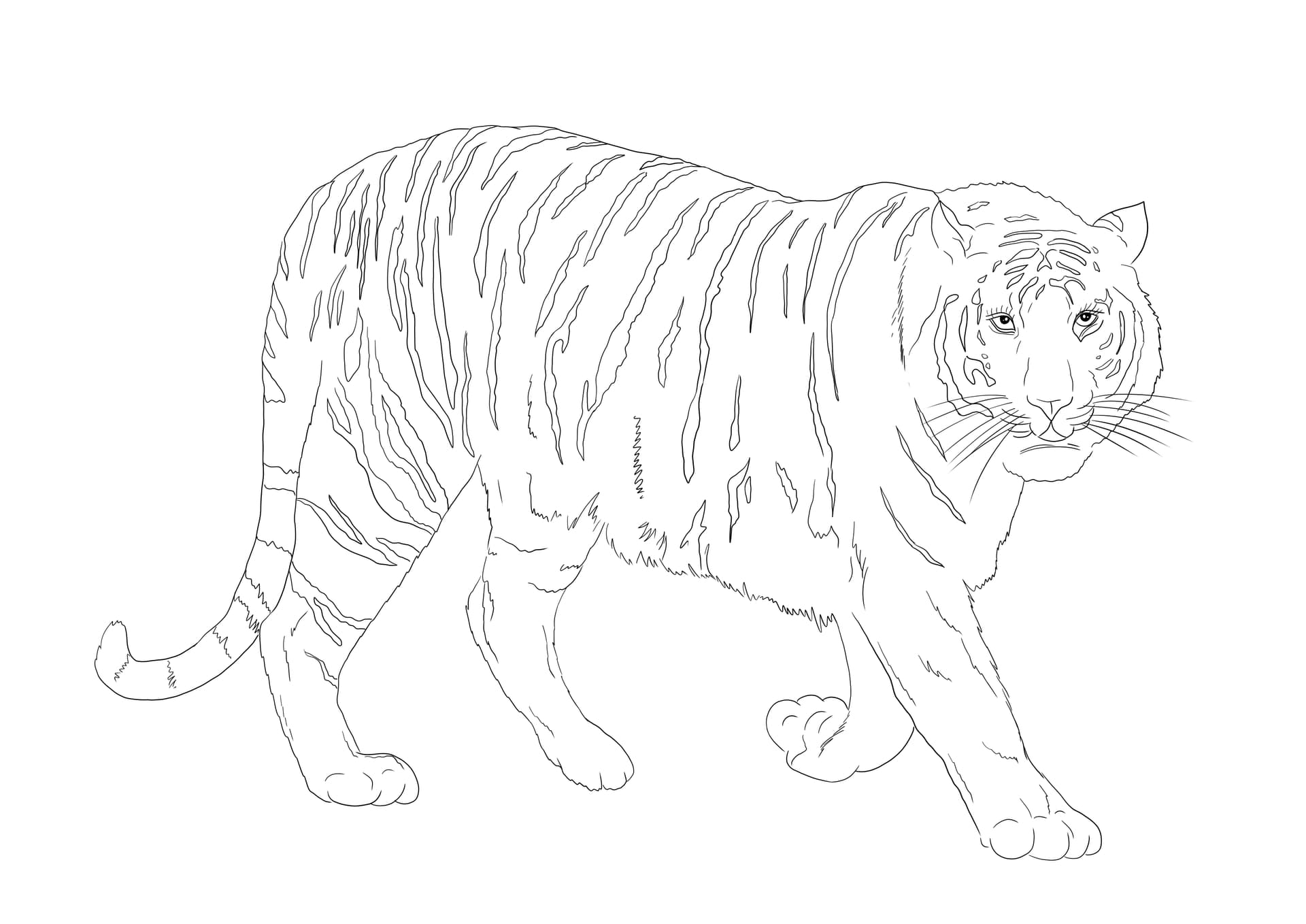 Bengal-Tiger