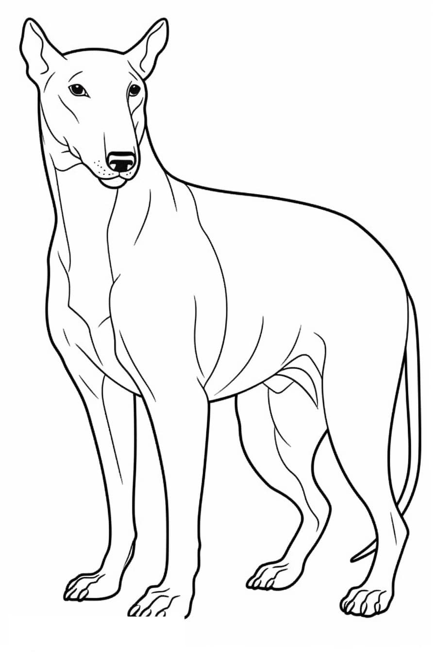 Бомбейское полное тело 0