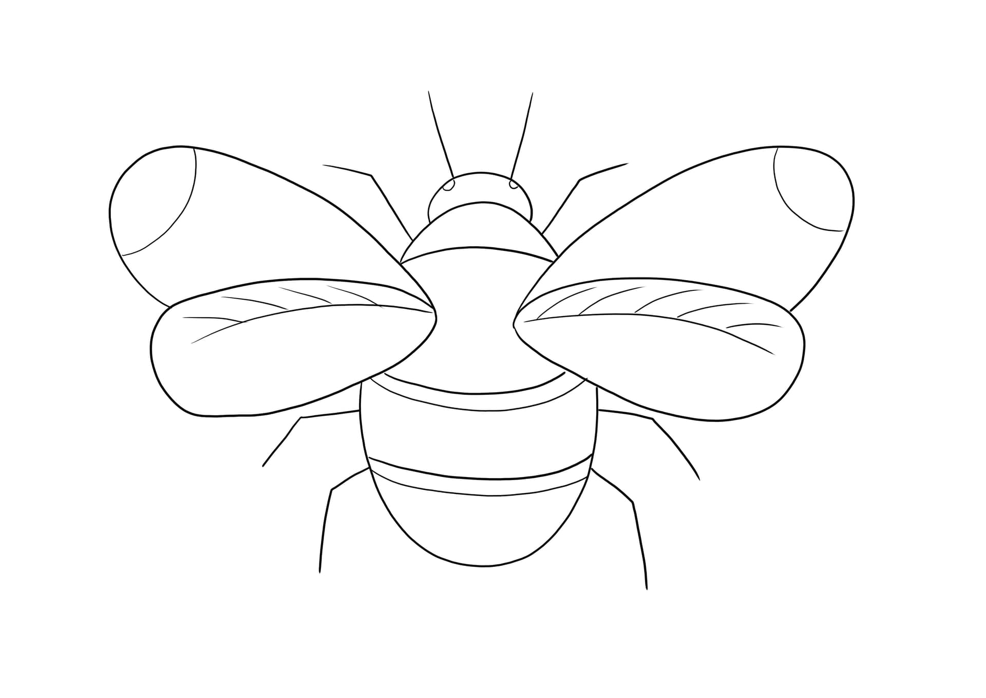 Hummel