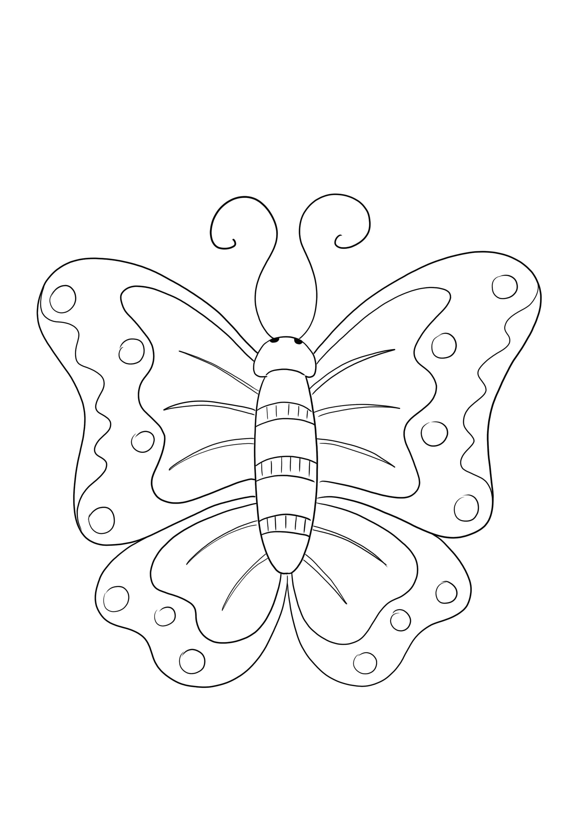 butterfly