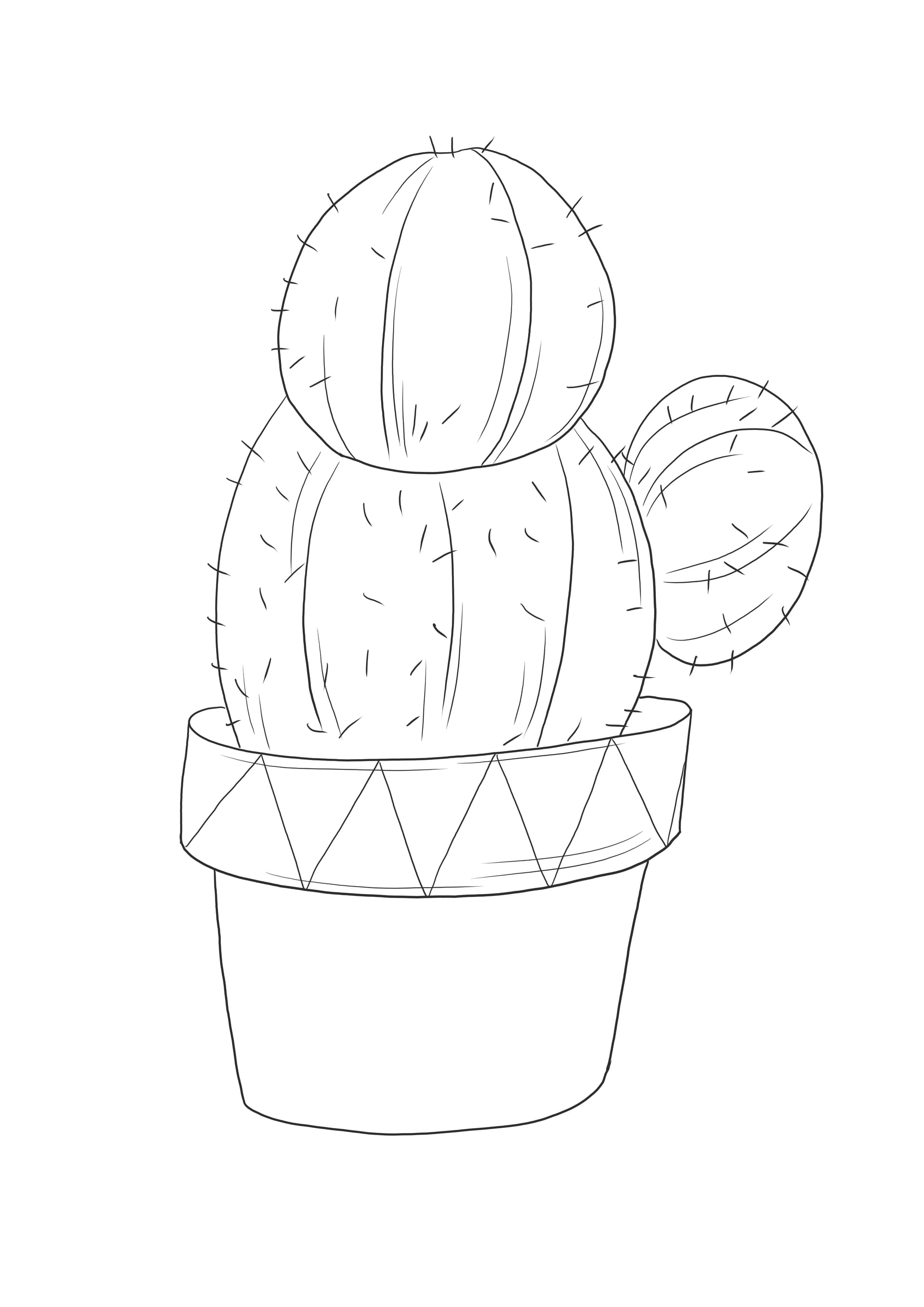 Cactus in a pot