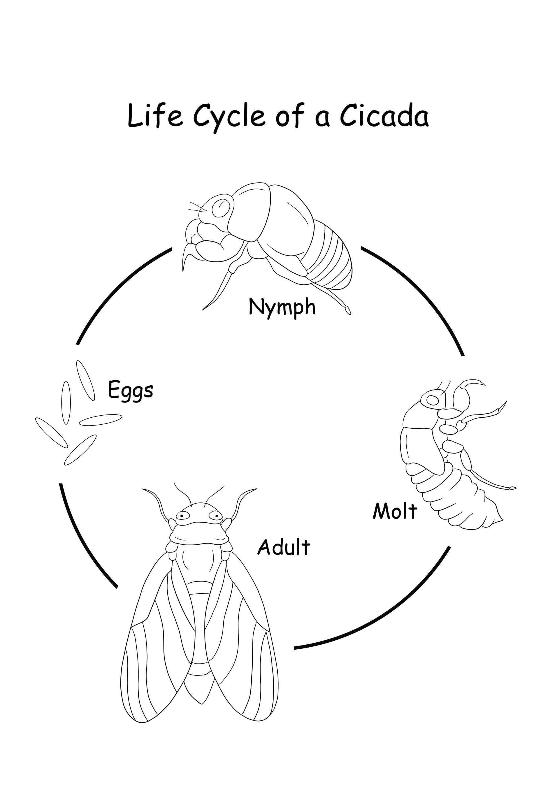 Cicada life cycle