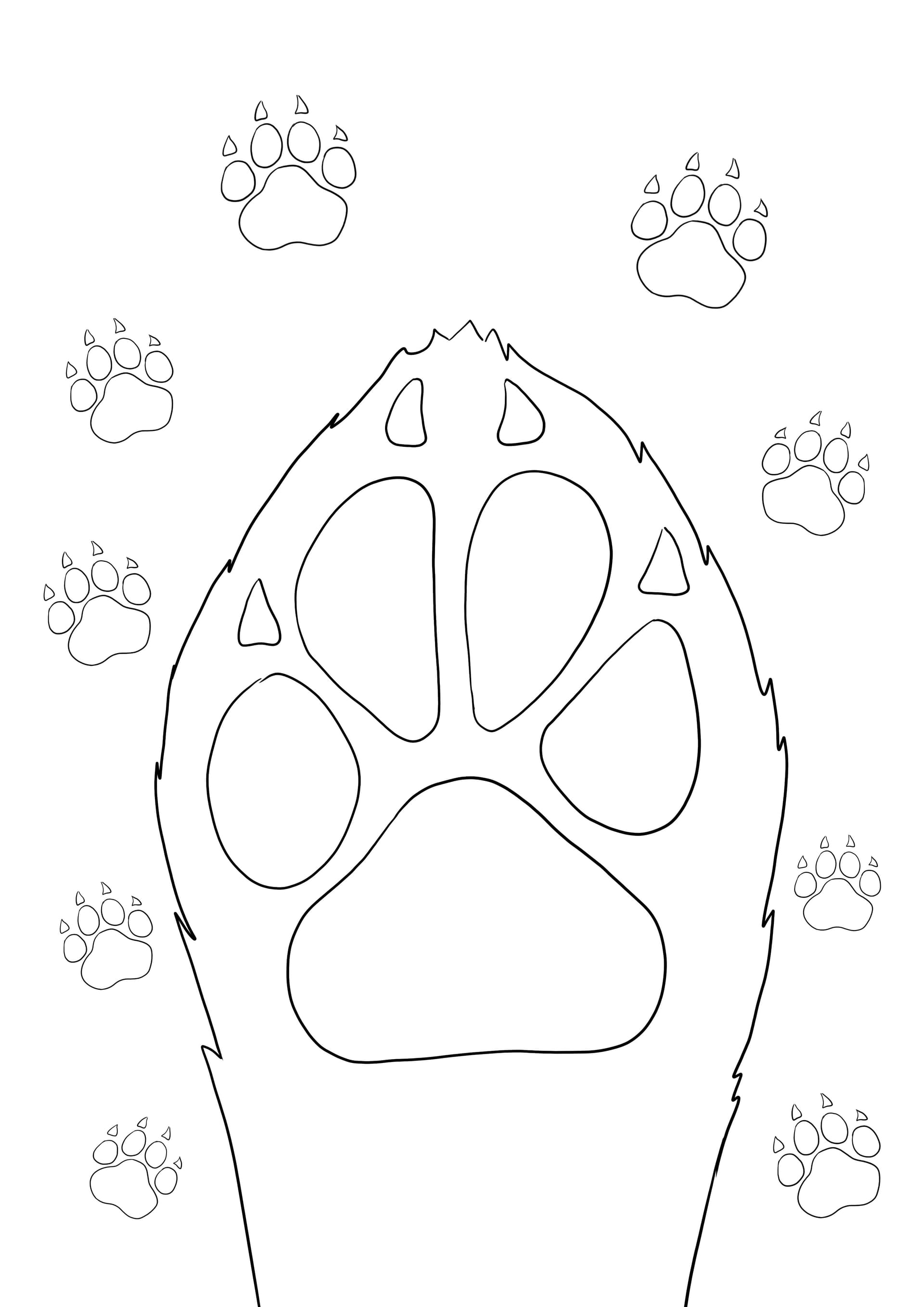 Dog's paw and prints