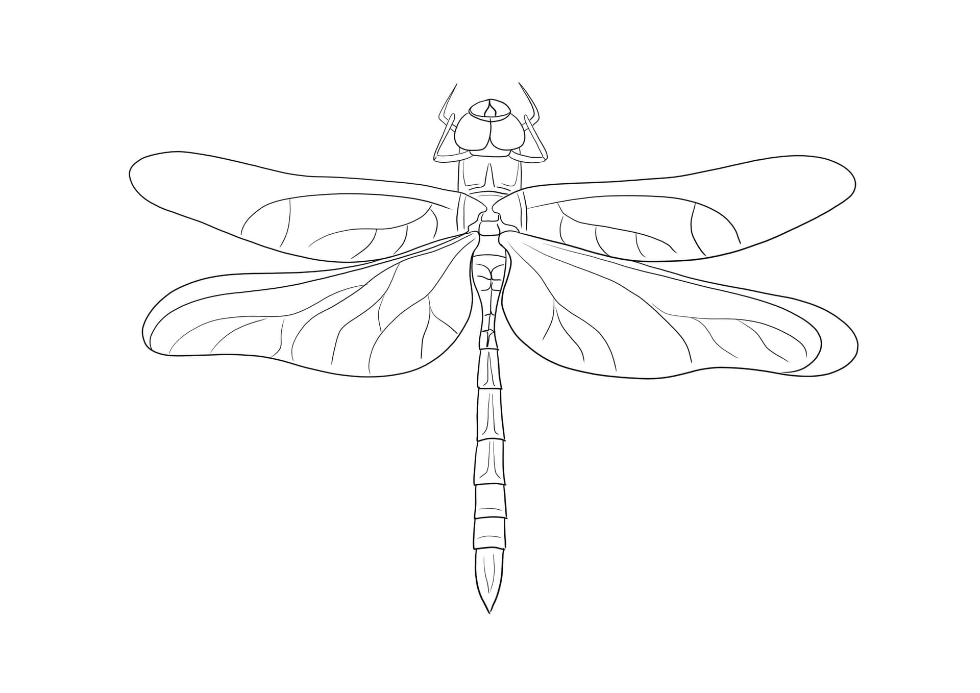 Emperor Dragonfly