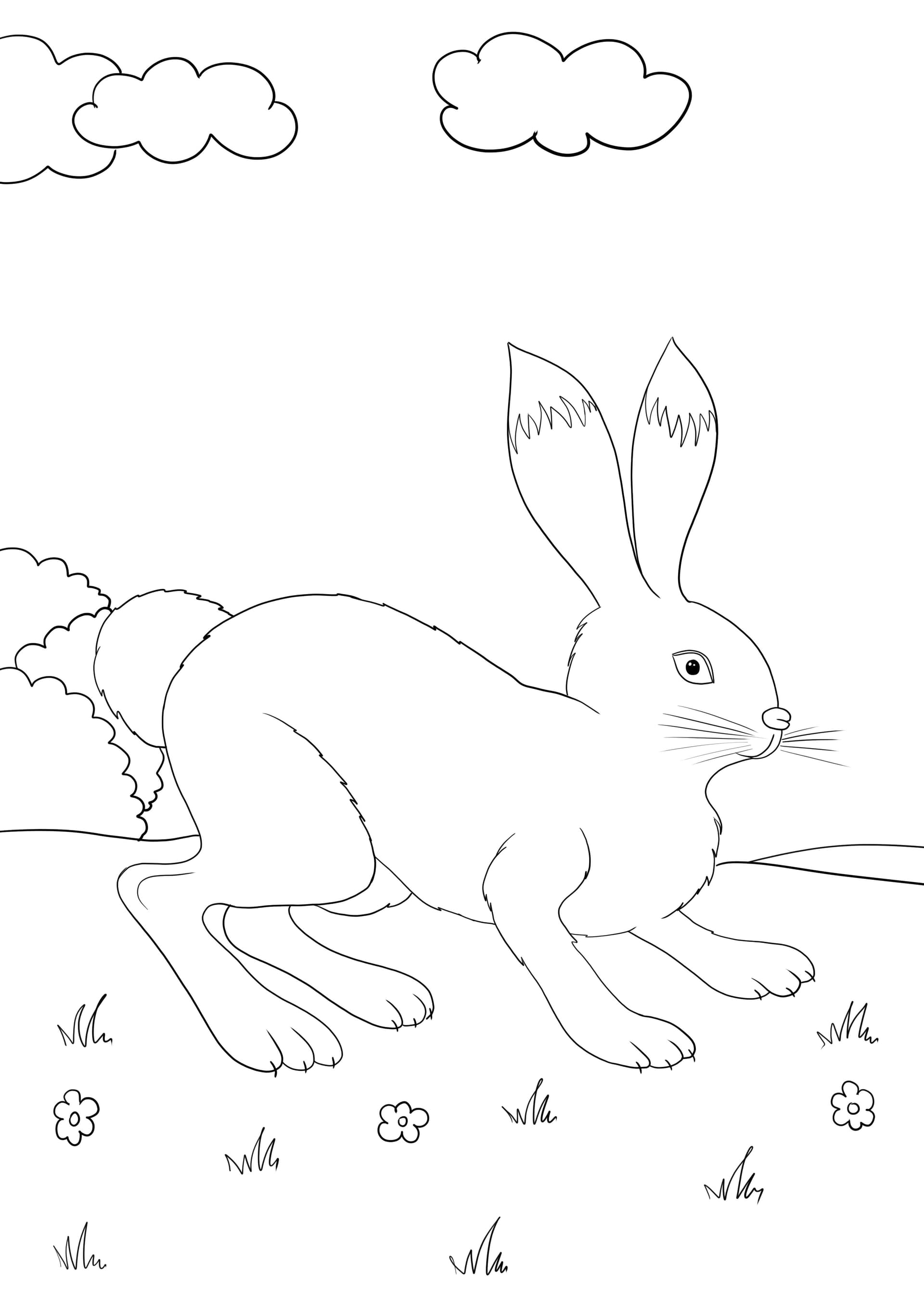 Hare running on a field