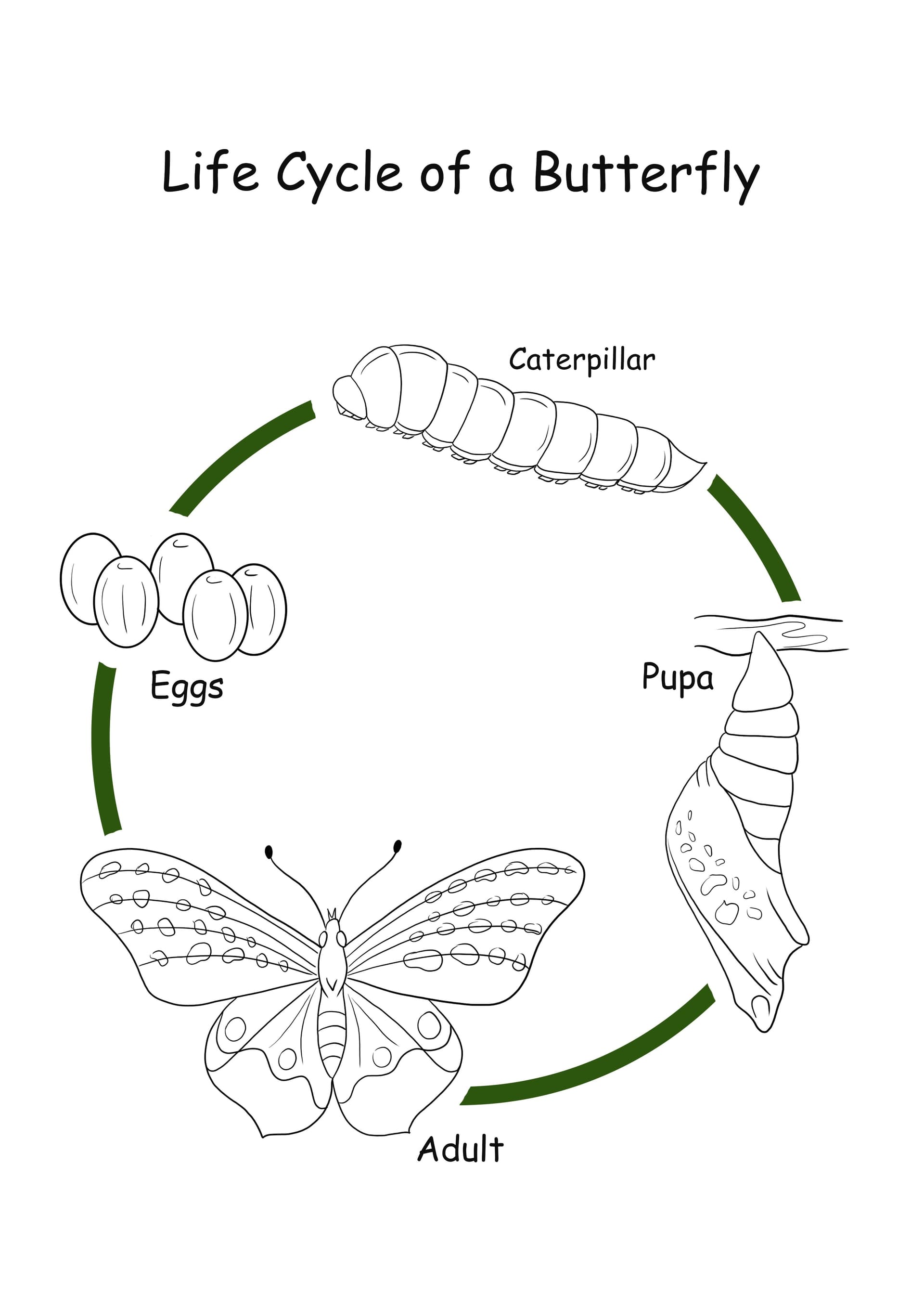 Life Cycle of a Butterfly