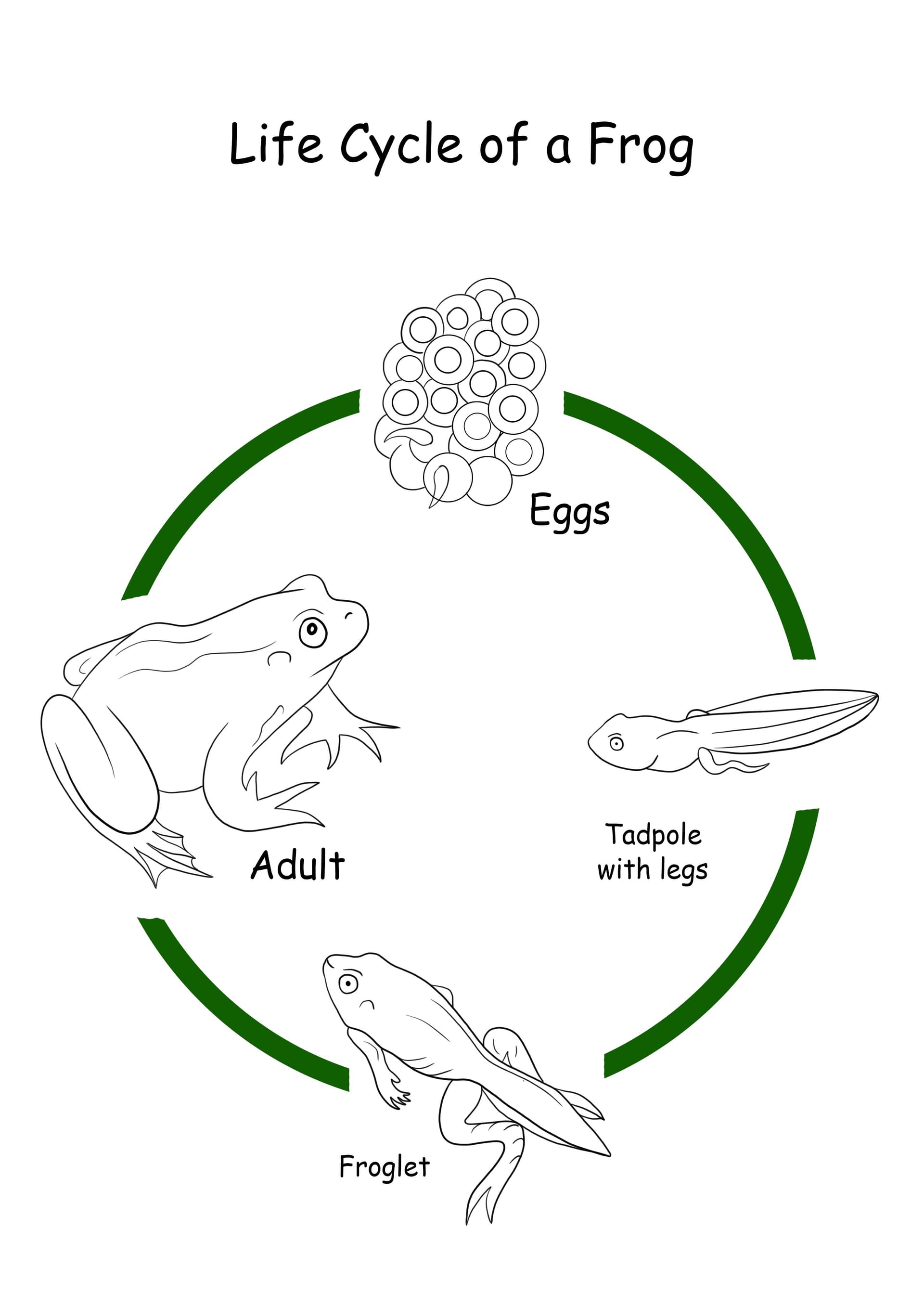 Life cycle of a frog