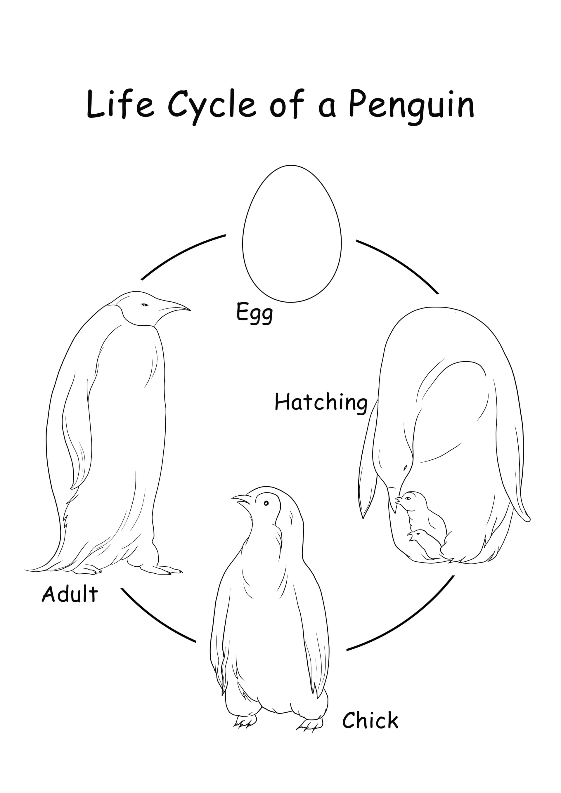 Life cycle of a penguin