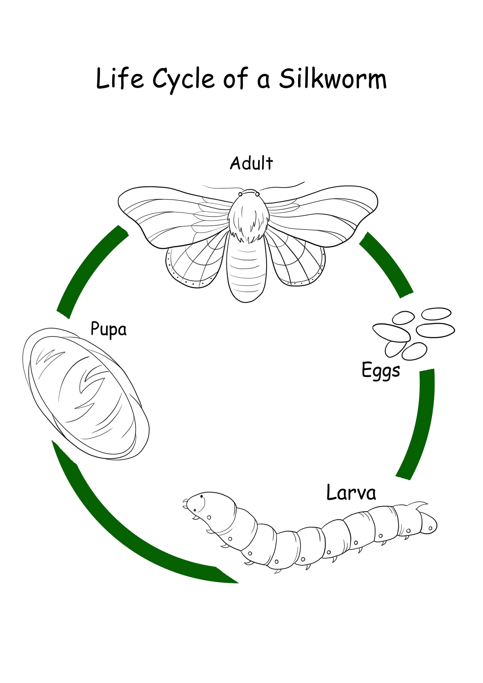 Lifecycle of a silkworm