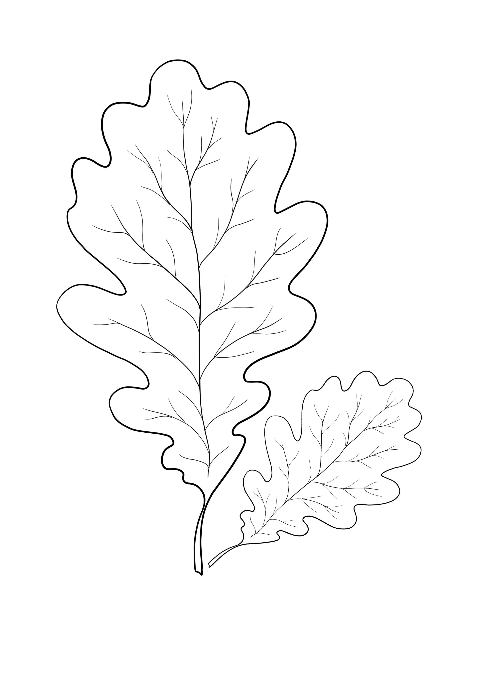 Oak leaf falling