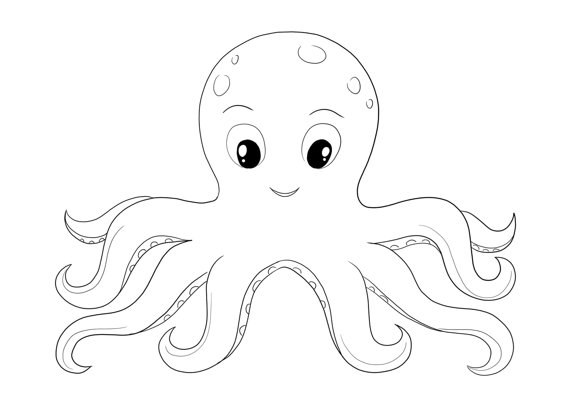 Octopus