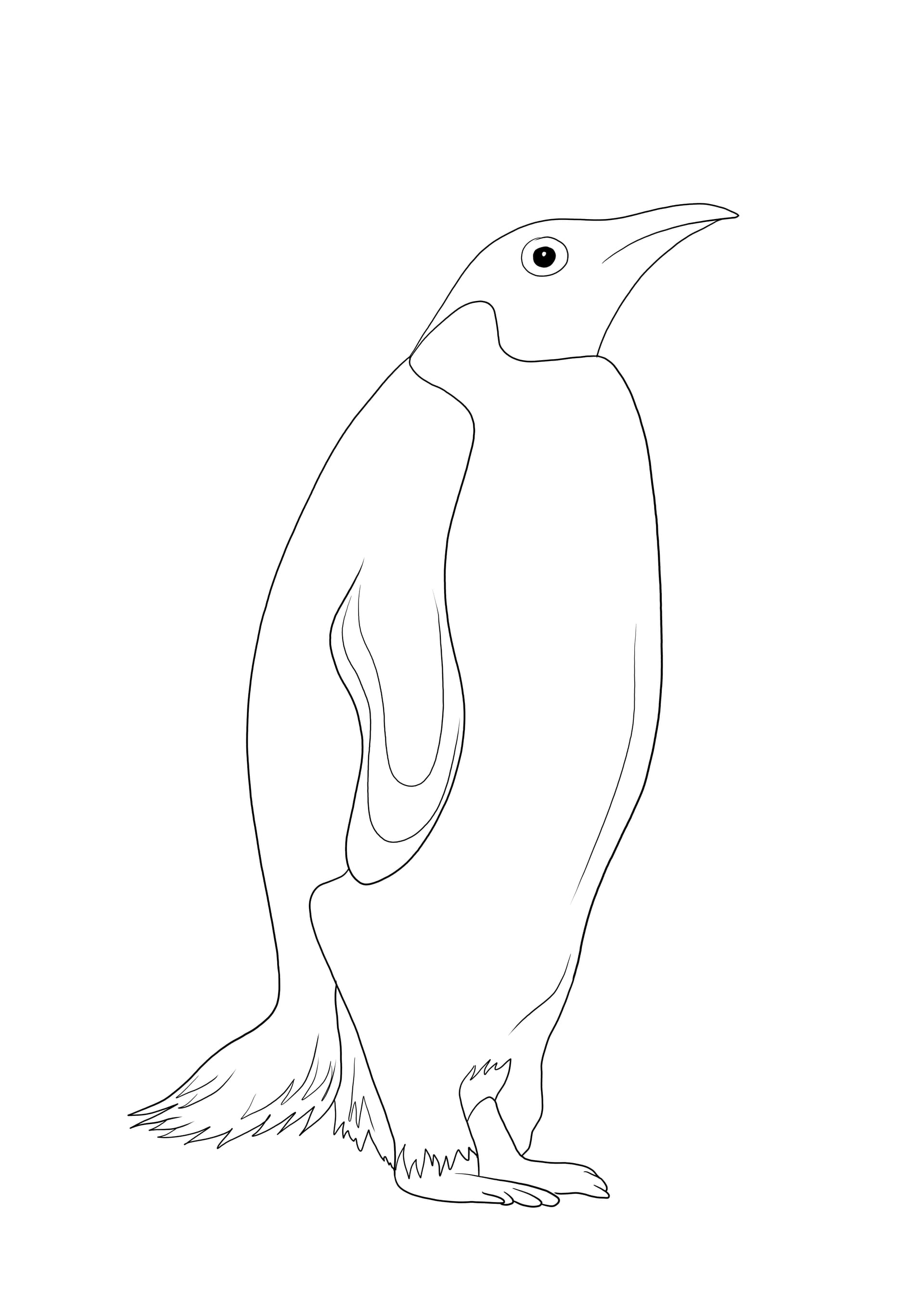 Penguin