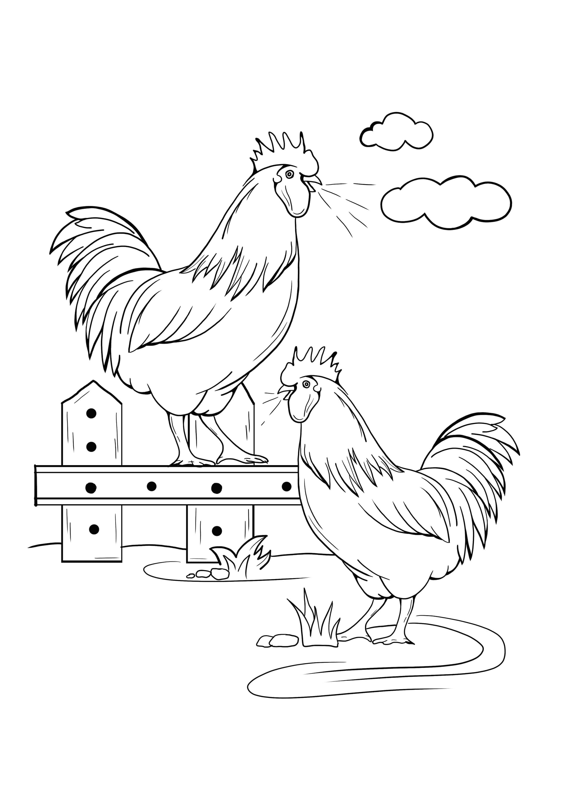 Rooster