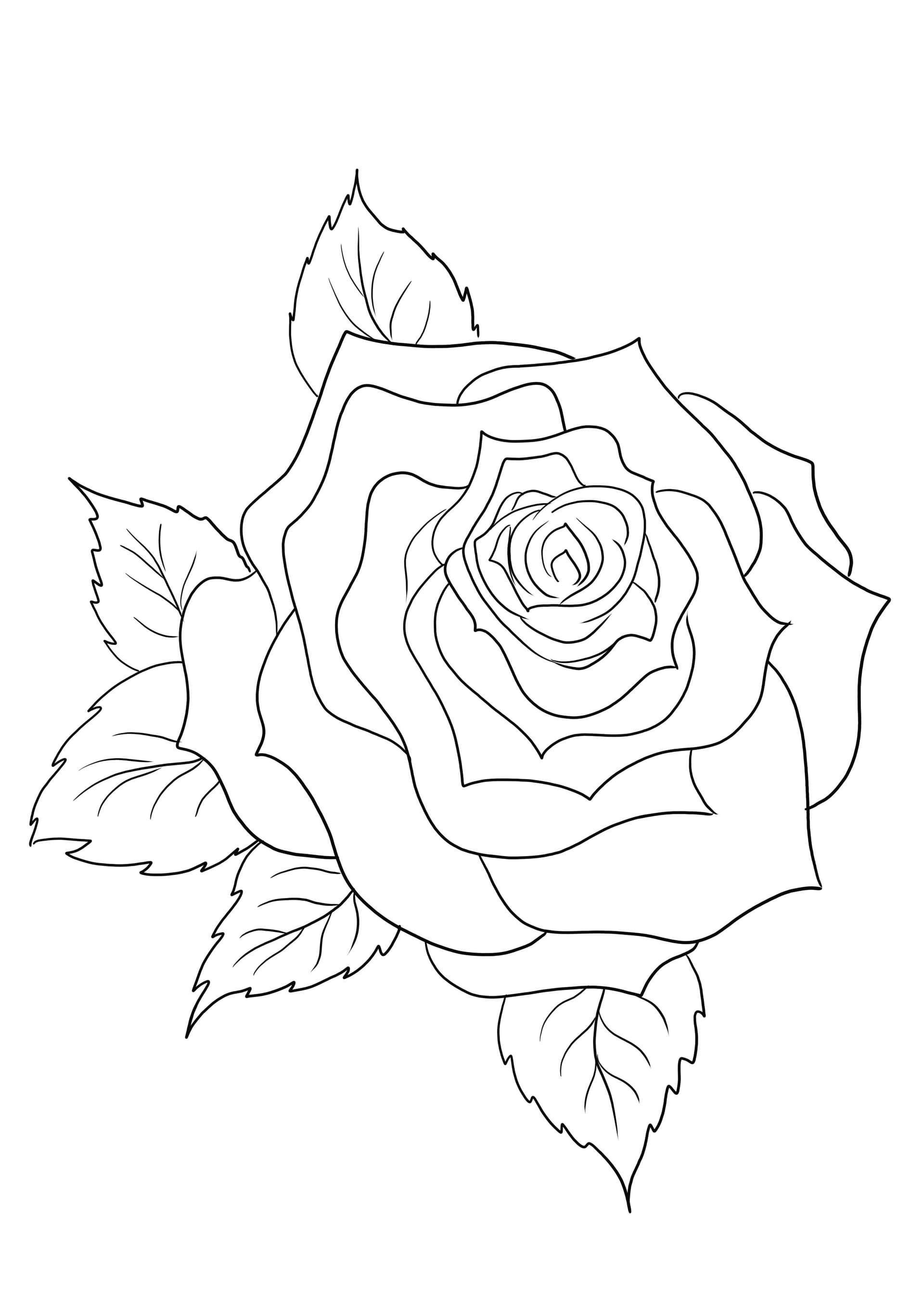 Rose