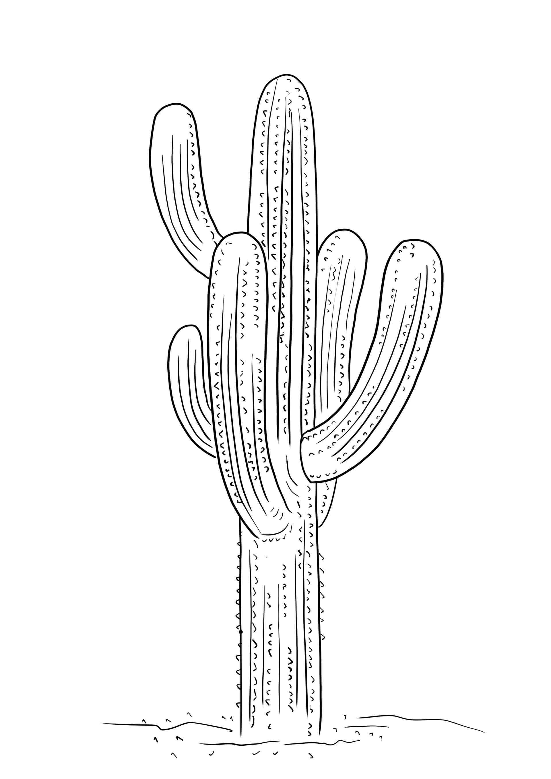 Saguaro cactus