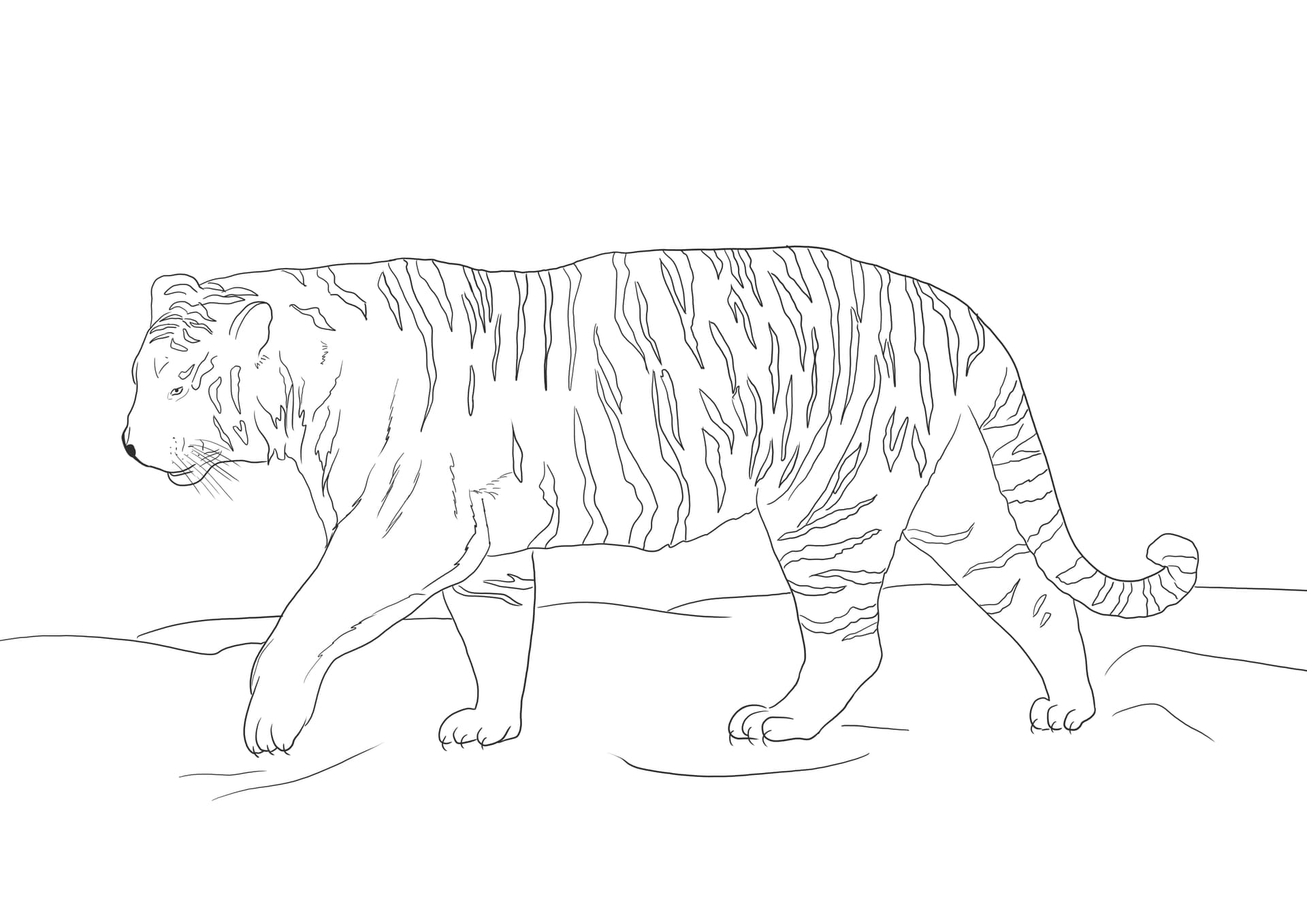 Siberian Tiger