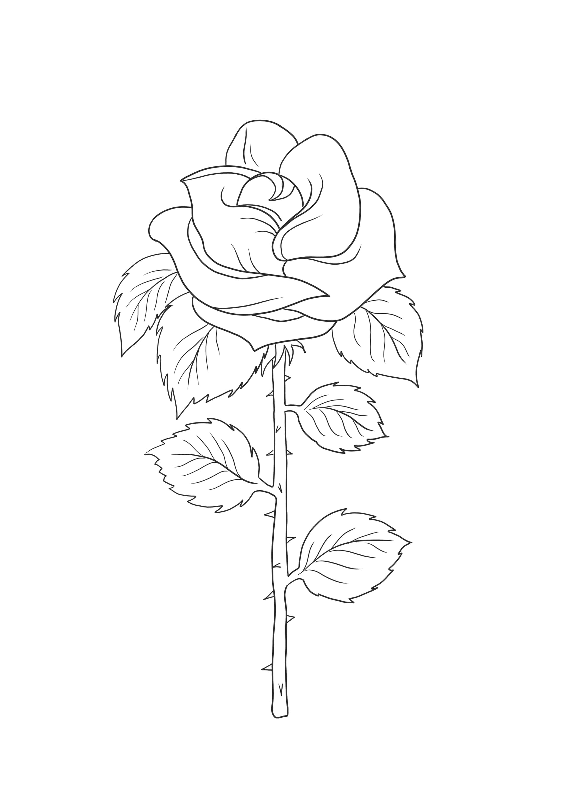 Simple rose