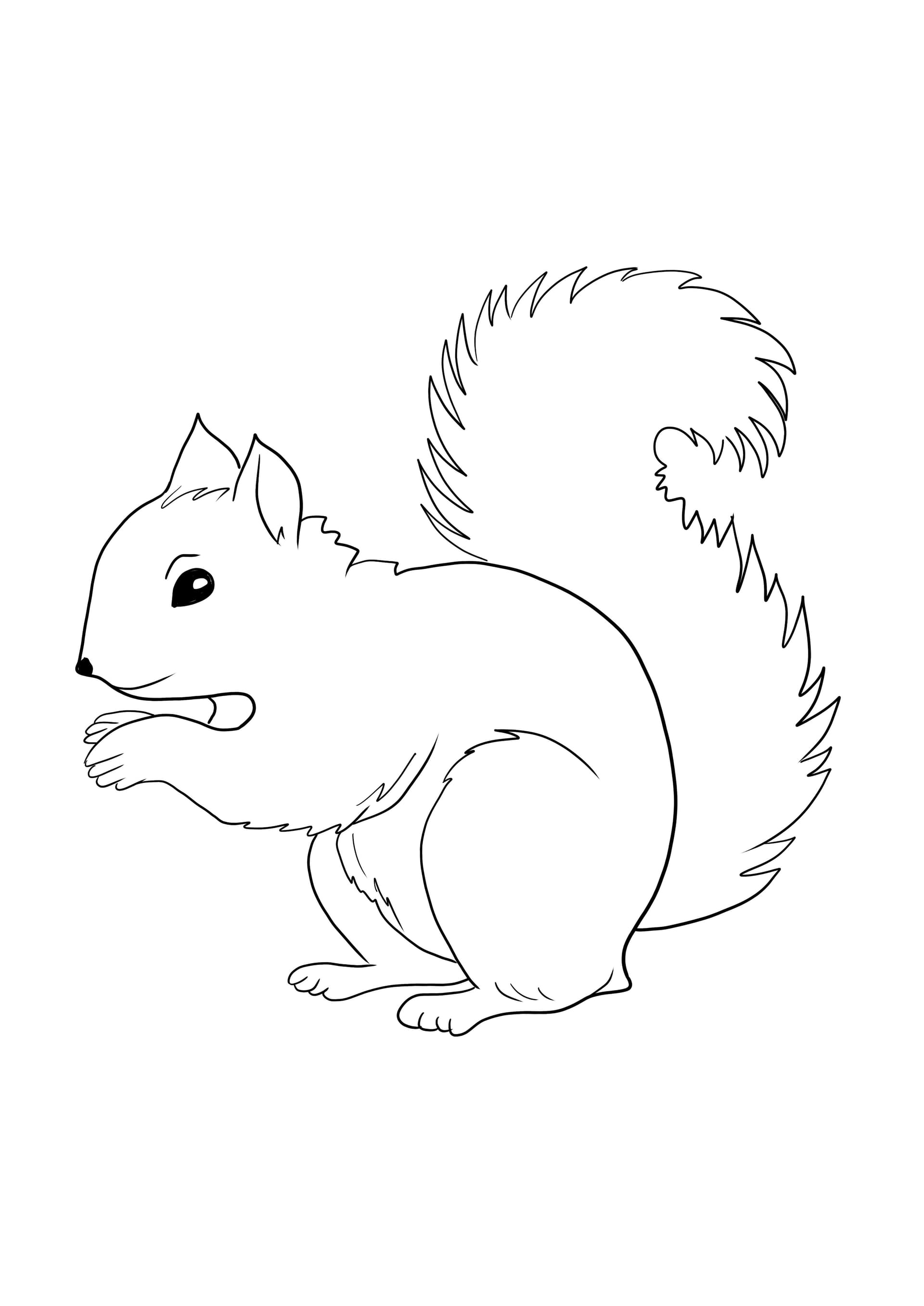 Squirrel